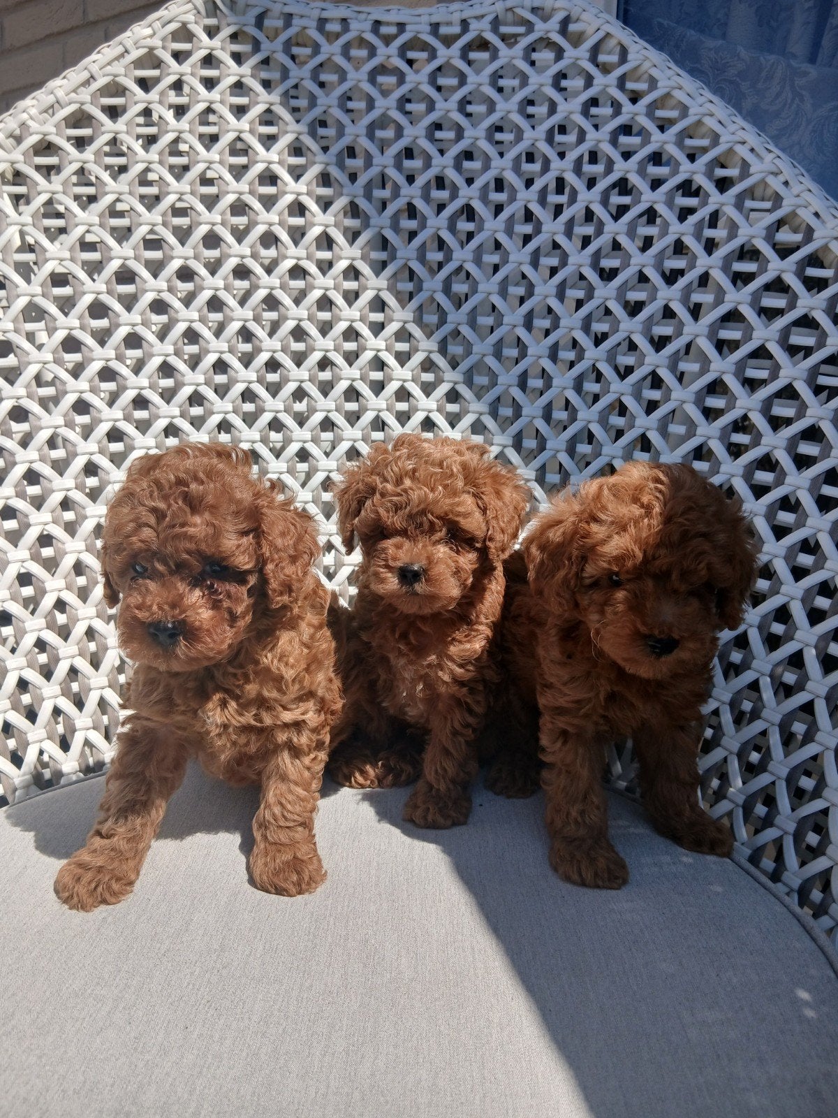Toypoedel pups rood, Dieren en Toebehoren, Honden | Niet-rashonden, 8 tot 15 weken, Parvo, Meerdere, Meerdere dieren
