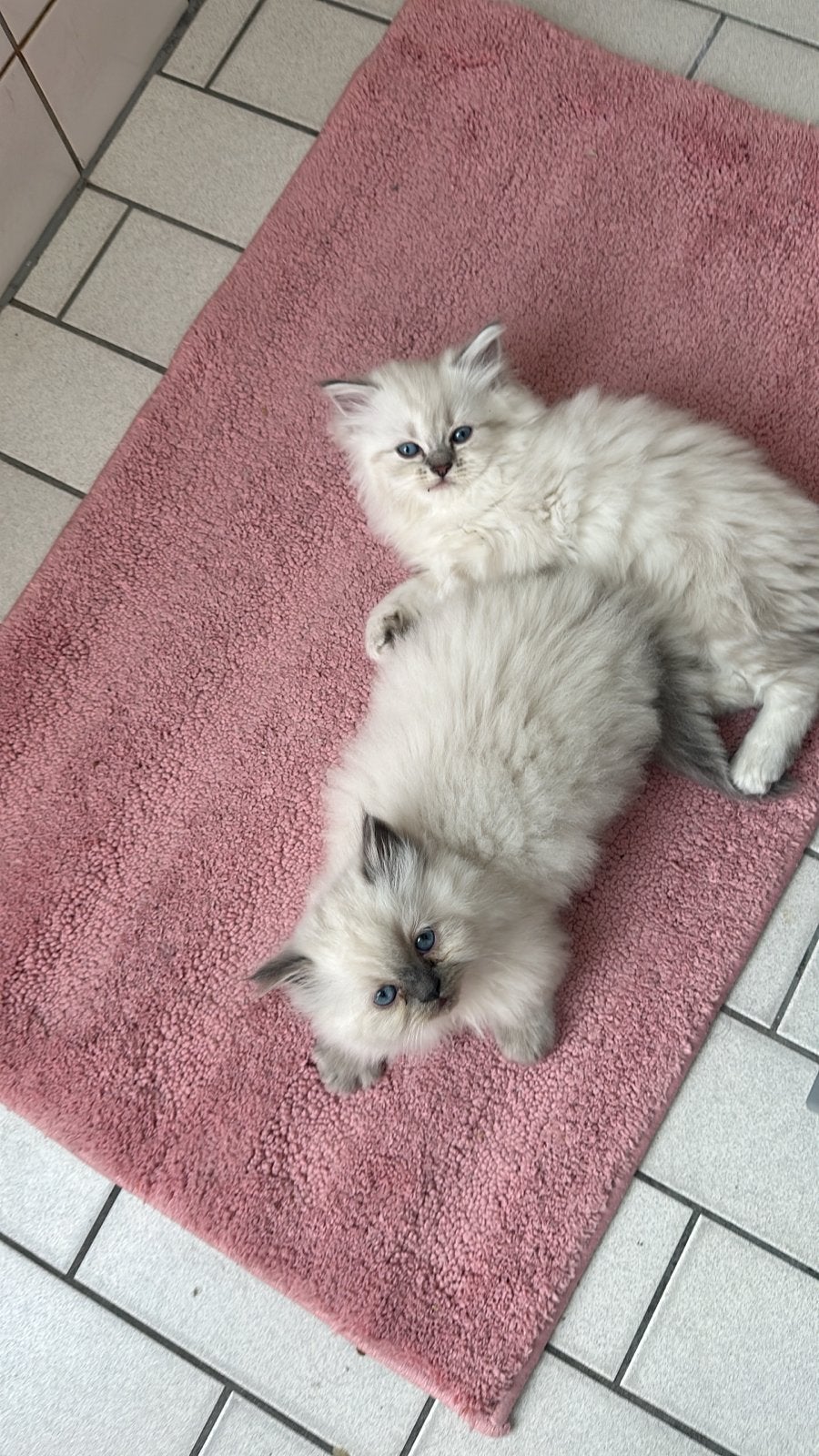 Ragdoll kitten, Ophalen of Verzenden, Overige typen