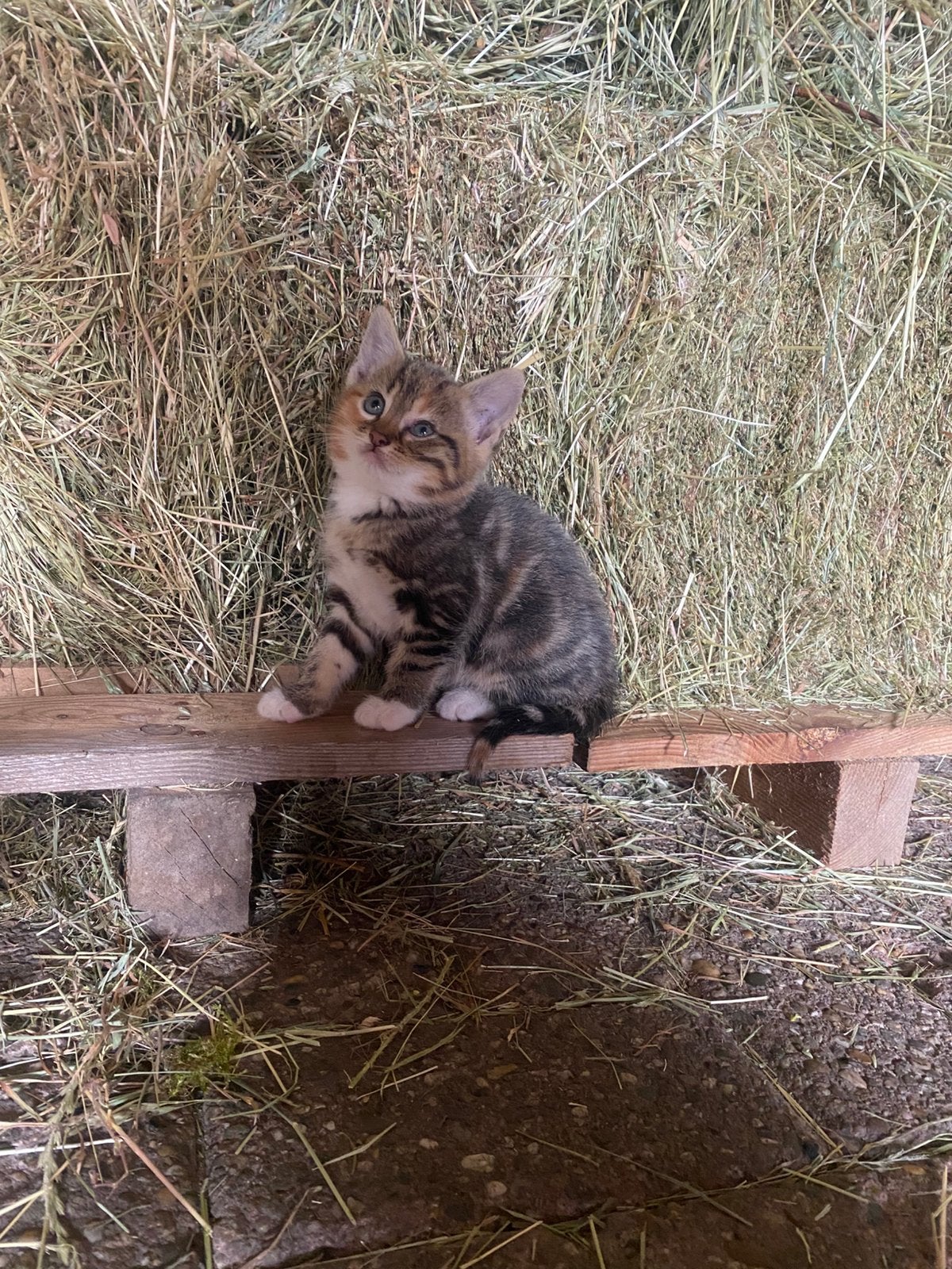 Kitten poesje, Poes