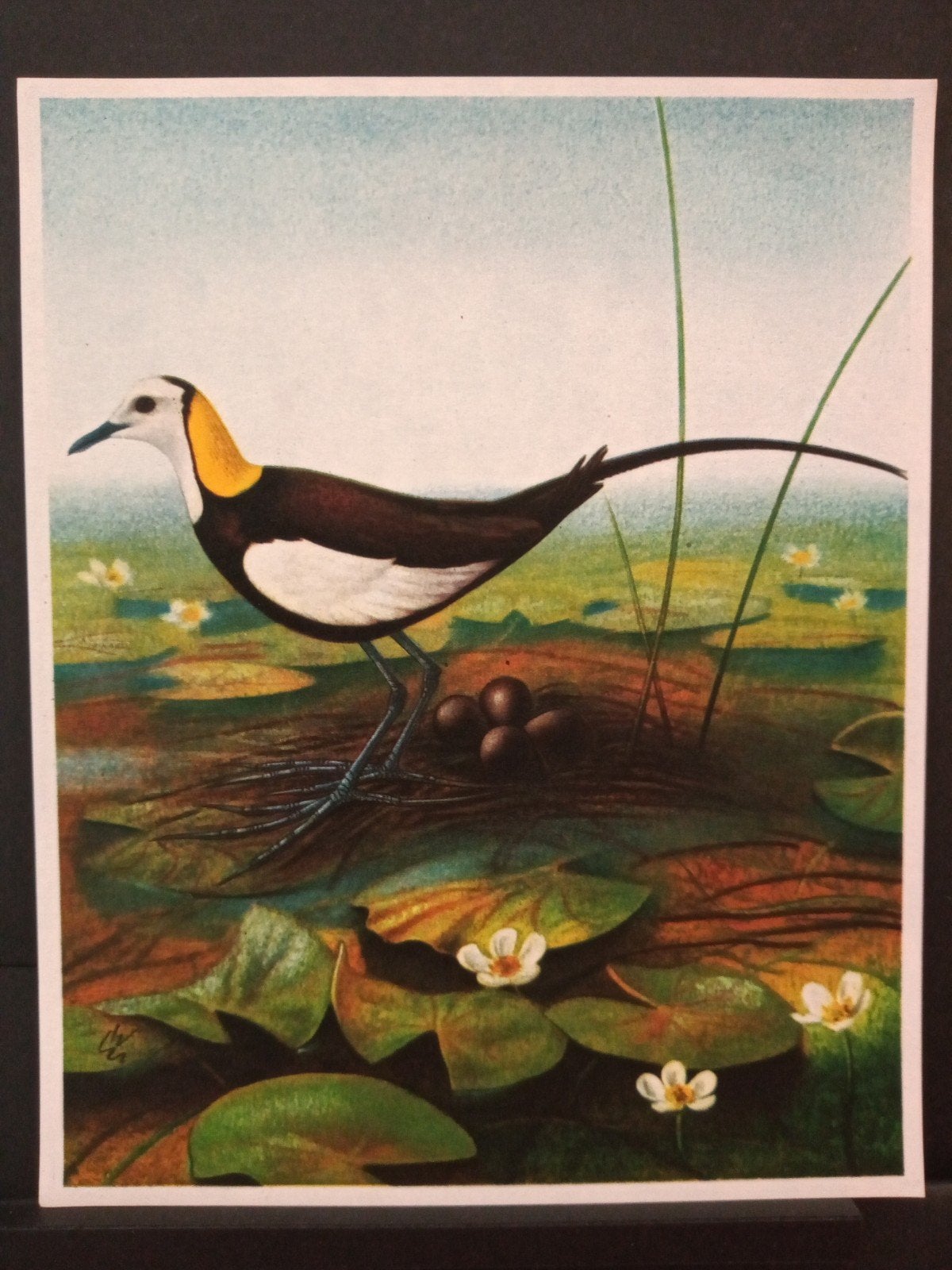 Prachtvogels namen zie omschrijving - getekend, Verzenden, Zo goed als nieuw, 1940 tot 1960, Dier