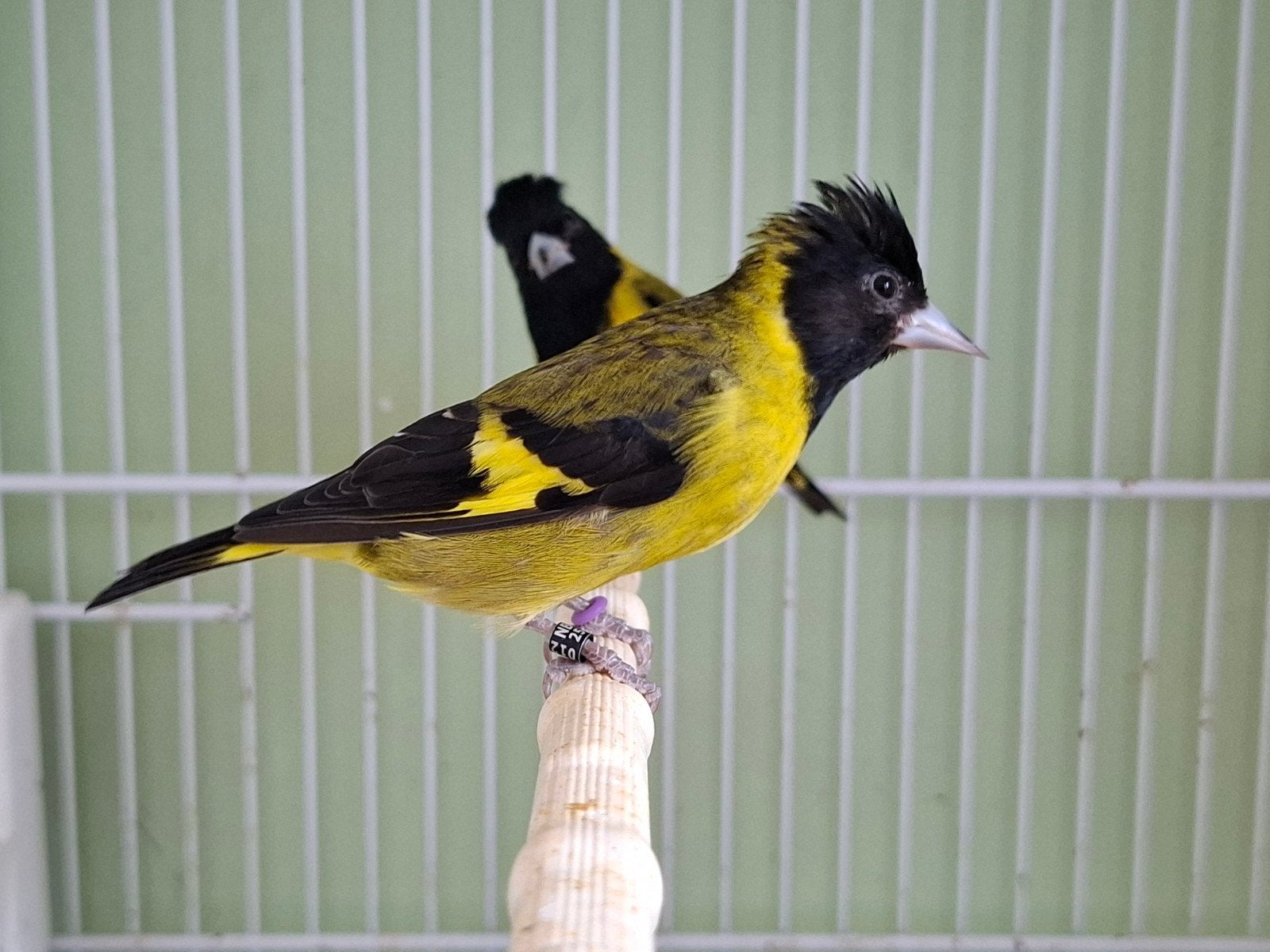 Koppel zwartborstsijzen, Meerdere dieren, Geringd