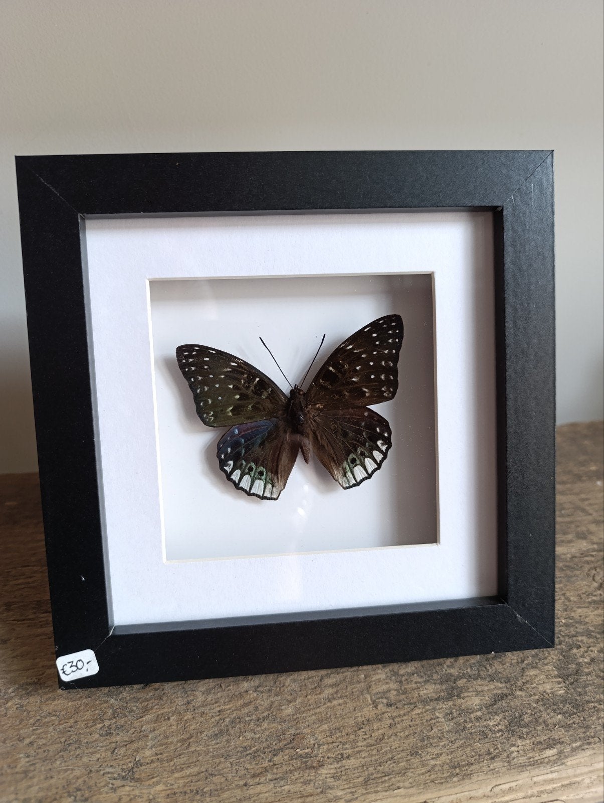 Vlinder - Dichorragia Ninus - Zelf geprepareerd in lijst!, Verzamelen, Ophalen, Insect, Opgezet dier