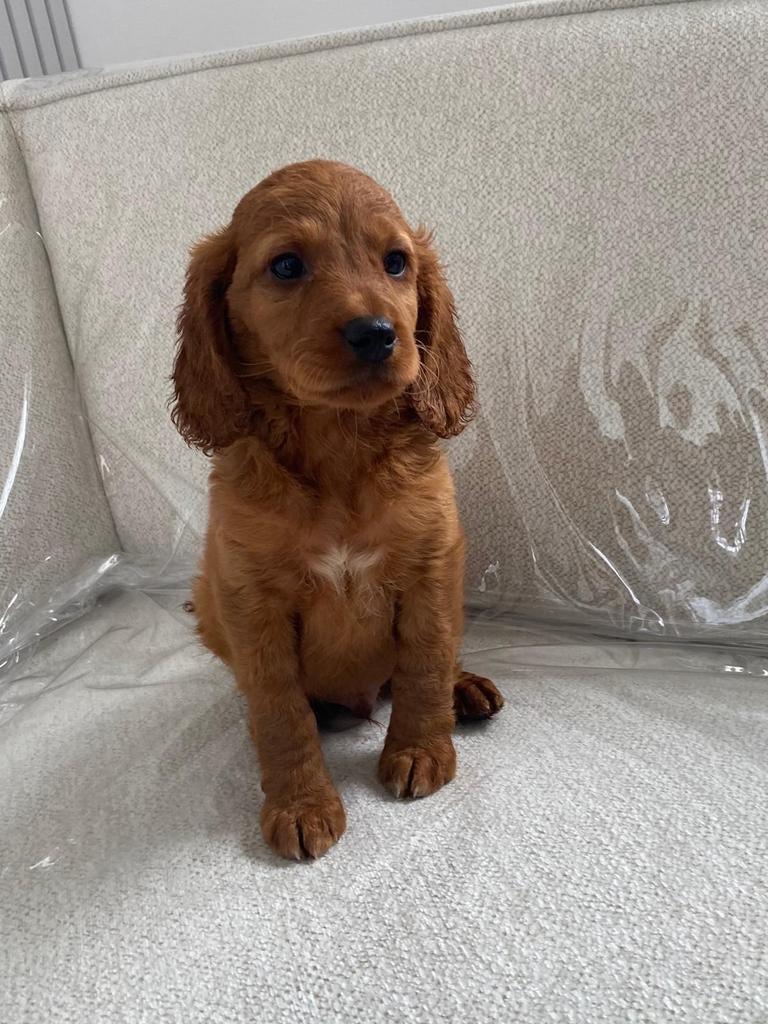 Cockapoo  pups, Dieren en Toebehoren, Honden | Chihuahua's en Gezelschapshonden, Eén hond, Nederland, Particulier, Reu