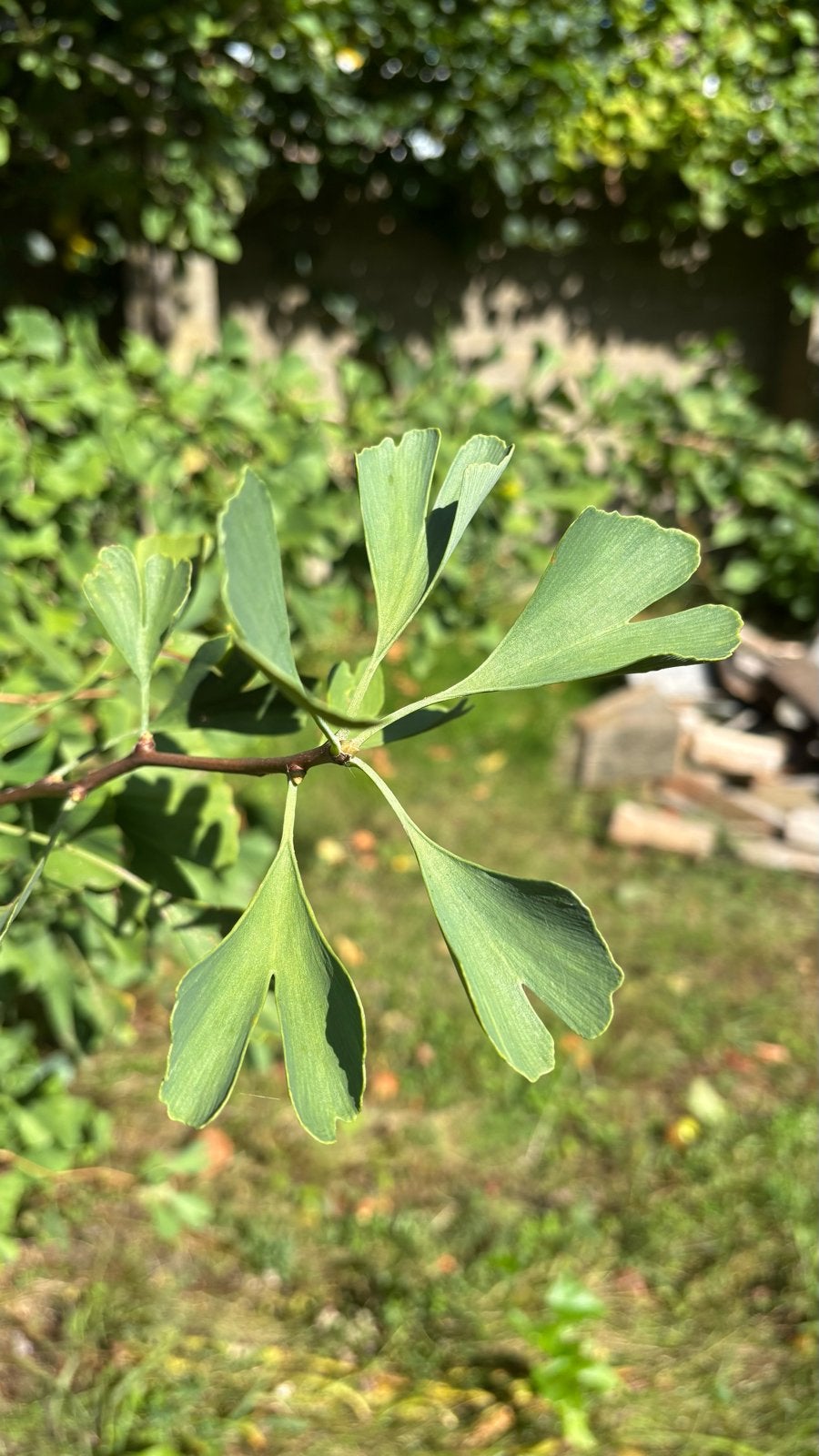 Ginkgo Biloba boom - Japanse notenboom, Volle zon, Lente, 100 tot 250 cm, Overige soorten