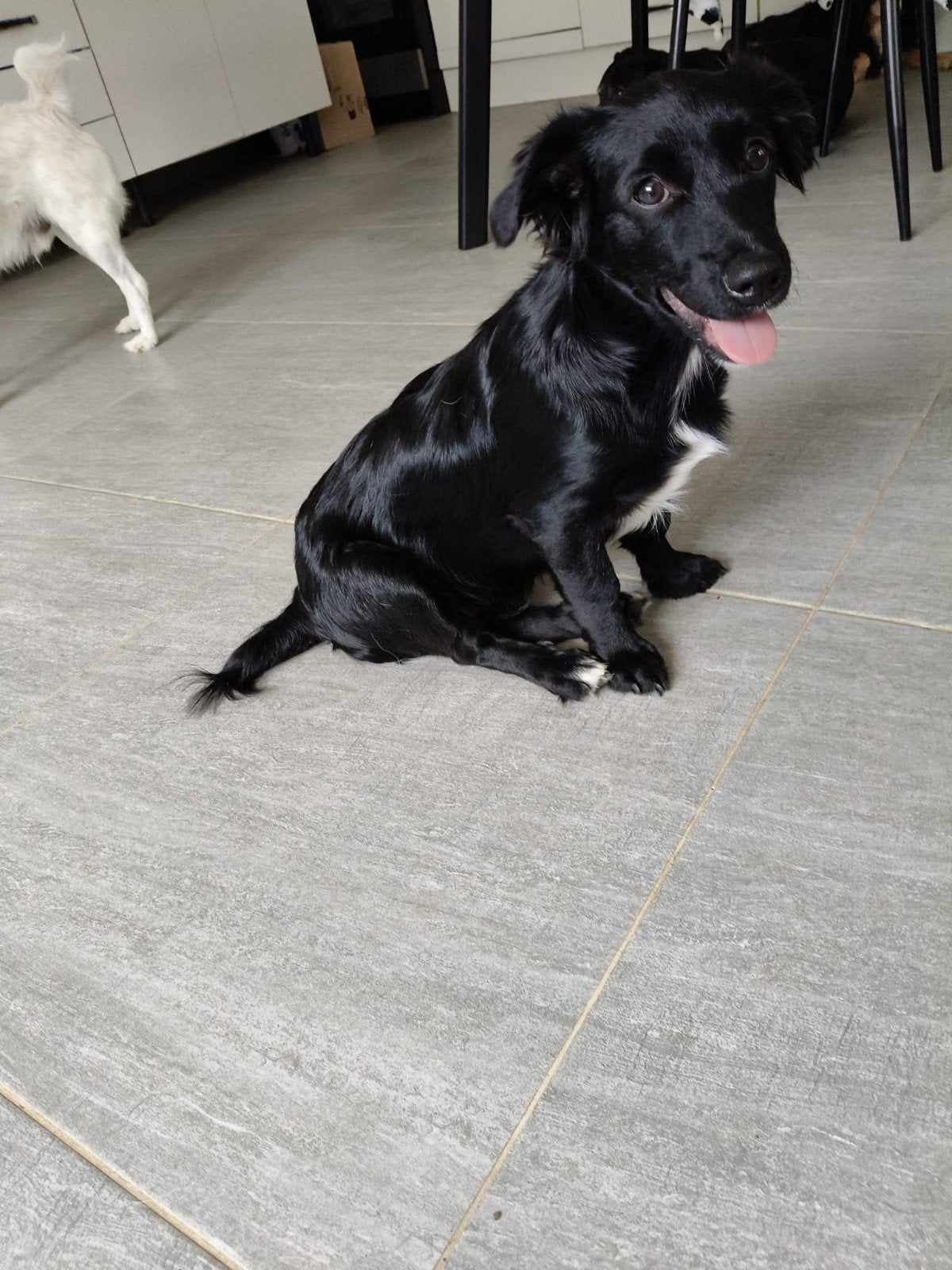 Lisa en Zorro zoeken baasje, Dieren en Toebehoren, Honden | Retrievers, Spaniëls en Waterhonden, Particulier, 15 weken tot 1 jaar