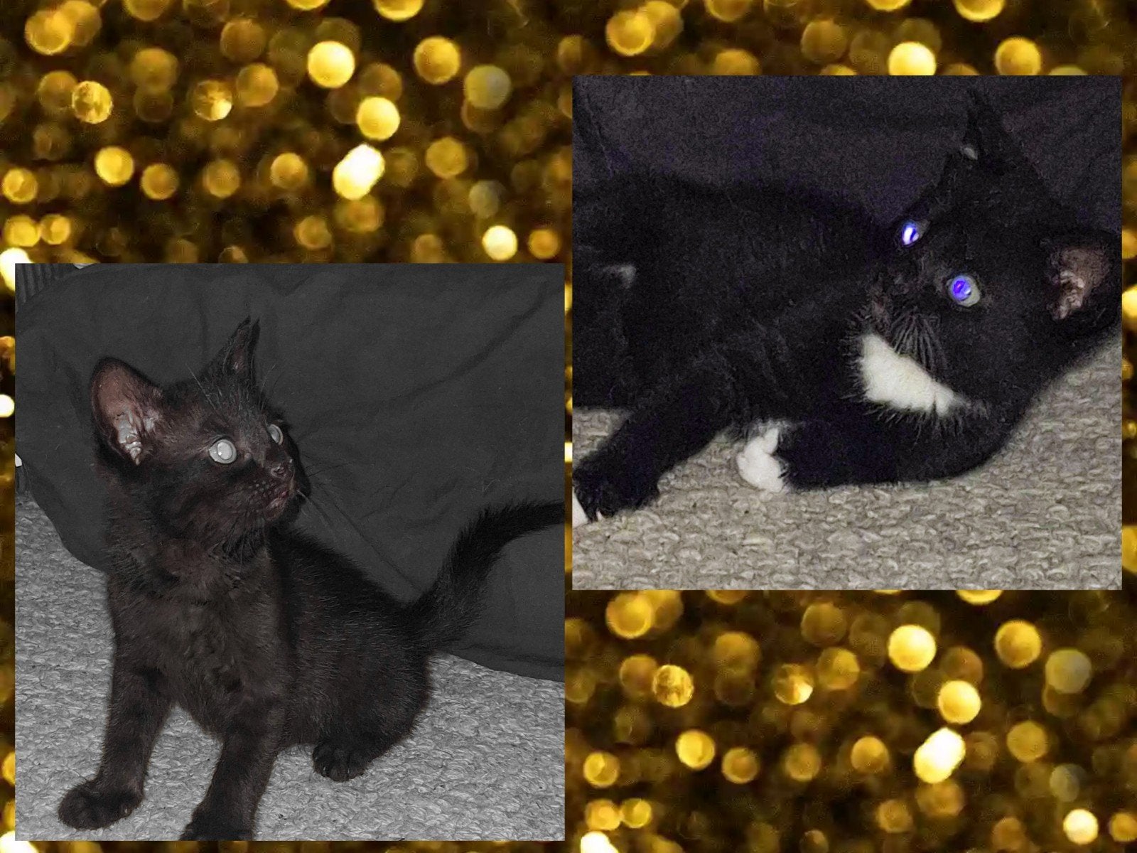 Kittens( Moeder: half Bengaals, Vader: Tuxedo-kat), Meerdere dieren, Ontwormd, 0 tot 2 jaar