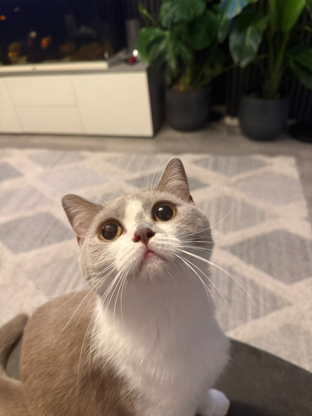 Mia – Witte & Lilac British Shorthair met Stamboom
