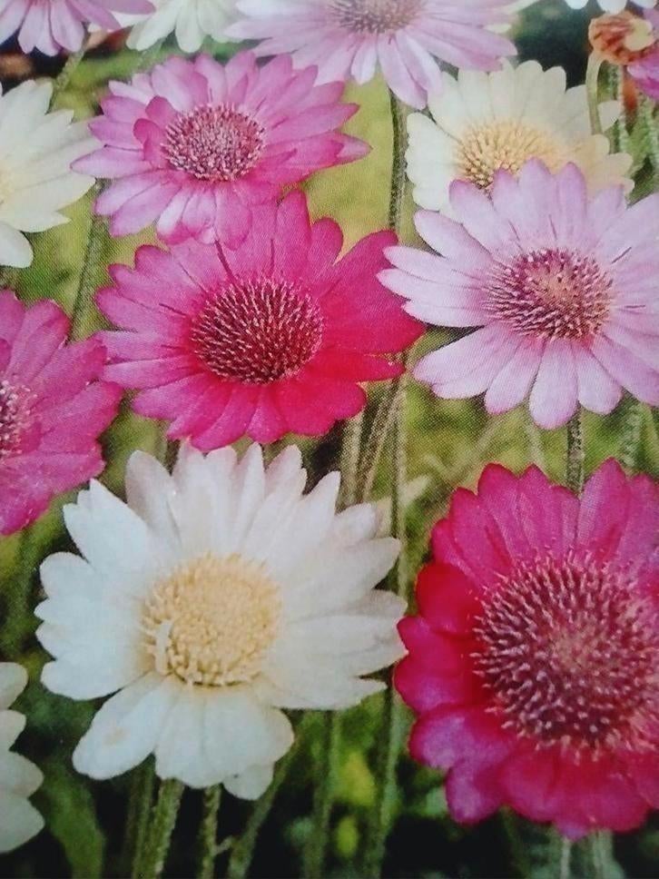 Zaden Papierbloem - Xeranthemum annuum mixed, Verzenden, Voorjaar, Volle zon, Zaad