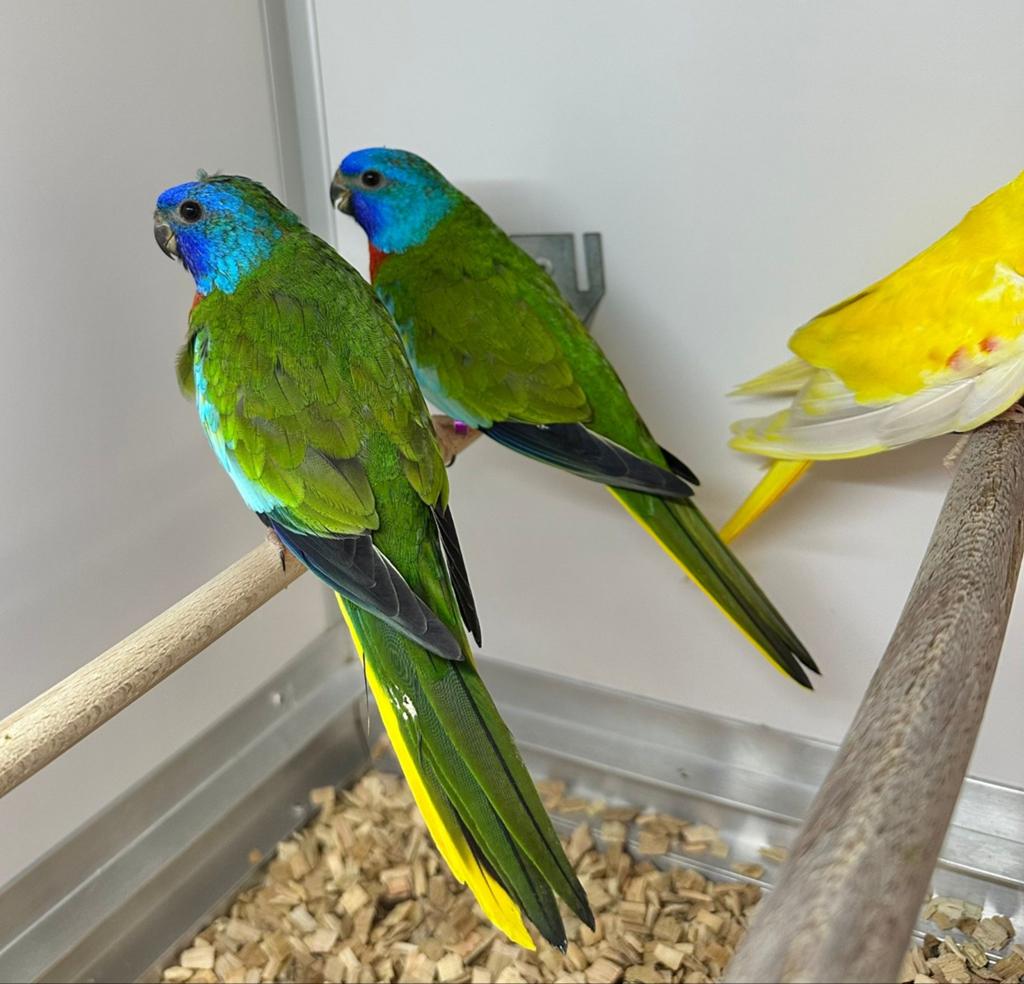 mannen Splendid parkieten, Meerdere dieren, Parkiet