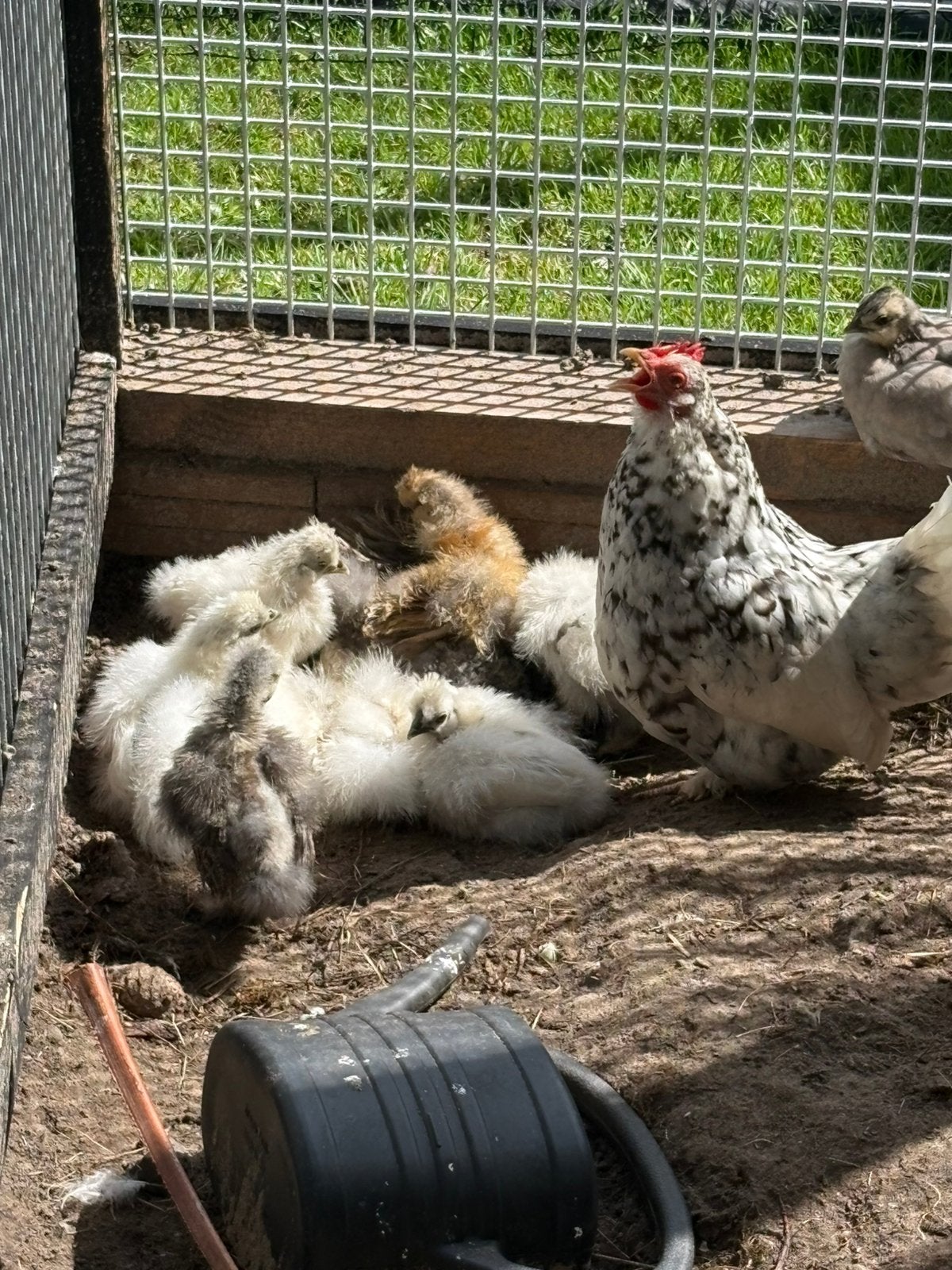zijdehoen kuikens, Geslacht onbekend, Kip