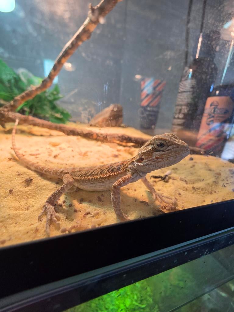 Jonge baardagaam (12-02) Bearded Dragon - unknown for sale from Martin