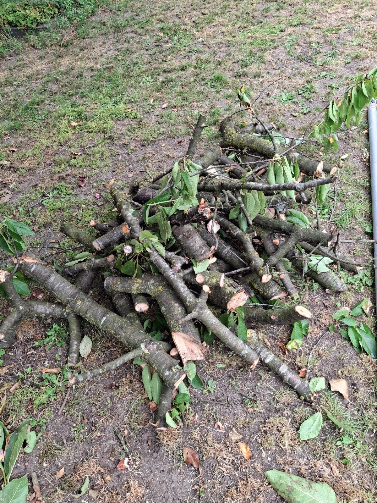 Hout van een kersenboom. Gister gerooid, Minder dan 3 m³, Ophalen