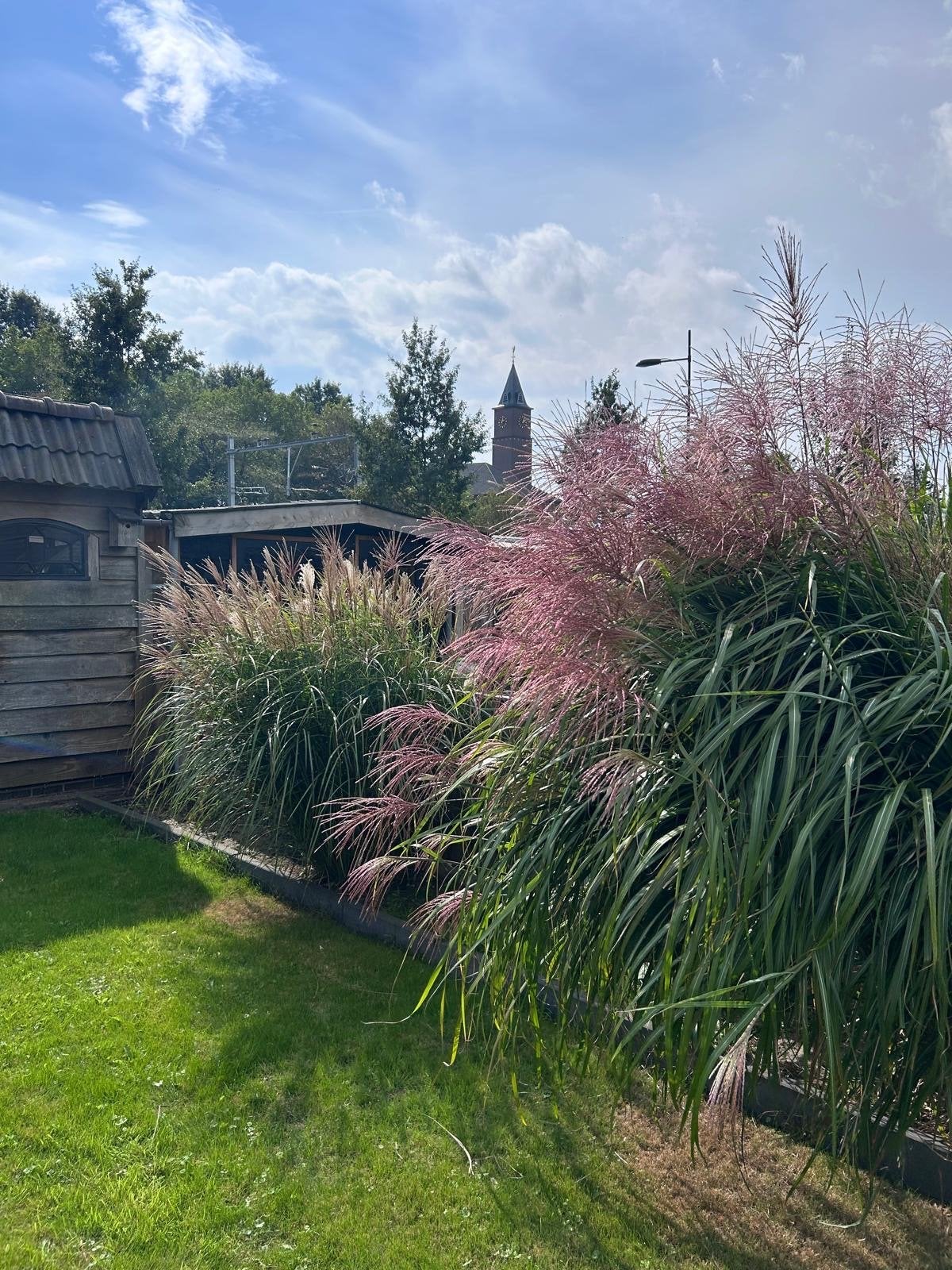 Siergras met roze pluimen (2 of per stuk), Ophalen, Volle zon, Vaste plant, Siergrassen