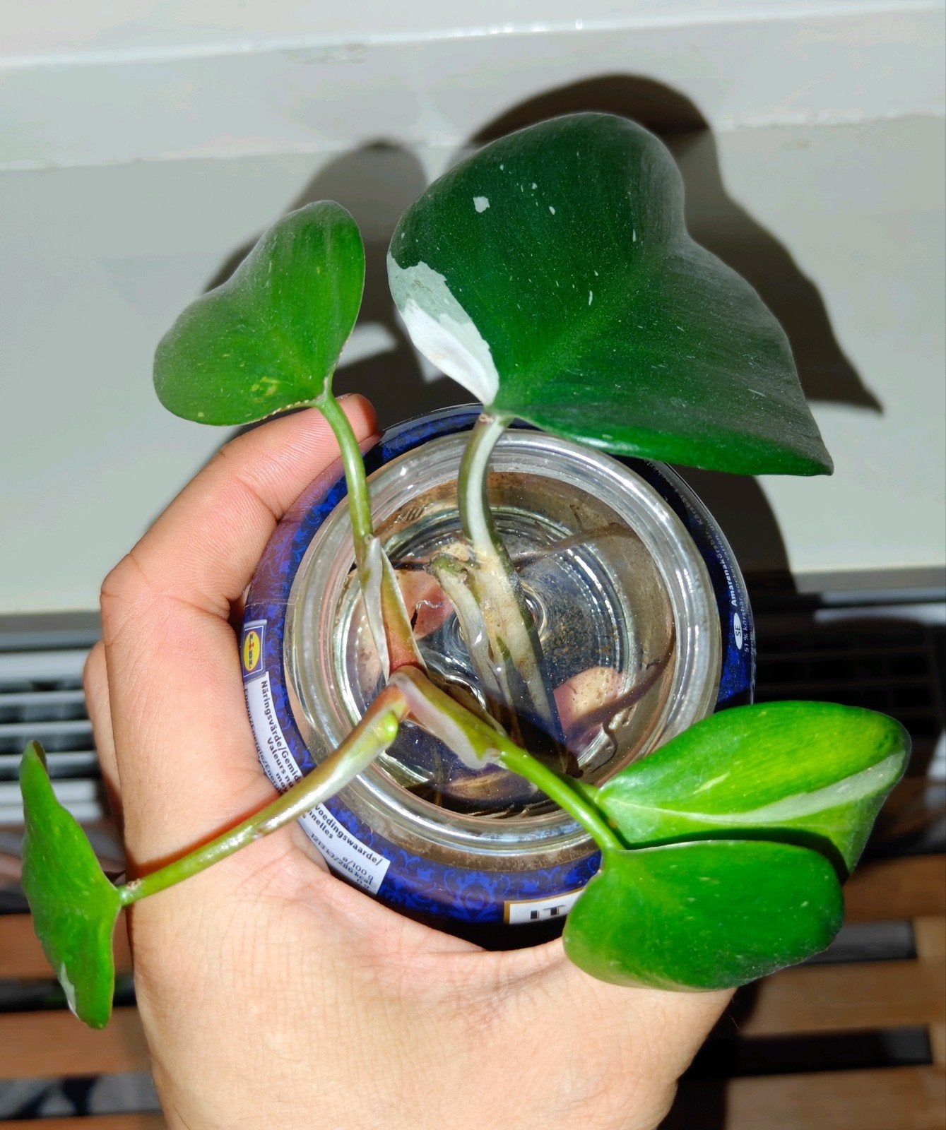 Philodendron White Knight stekje, Huis en Inrichting, Kamerplanten, Overige soorten, Minder dan 100 cm, Groene kamerplant, Halfschaduw