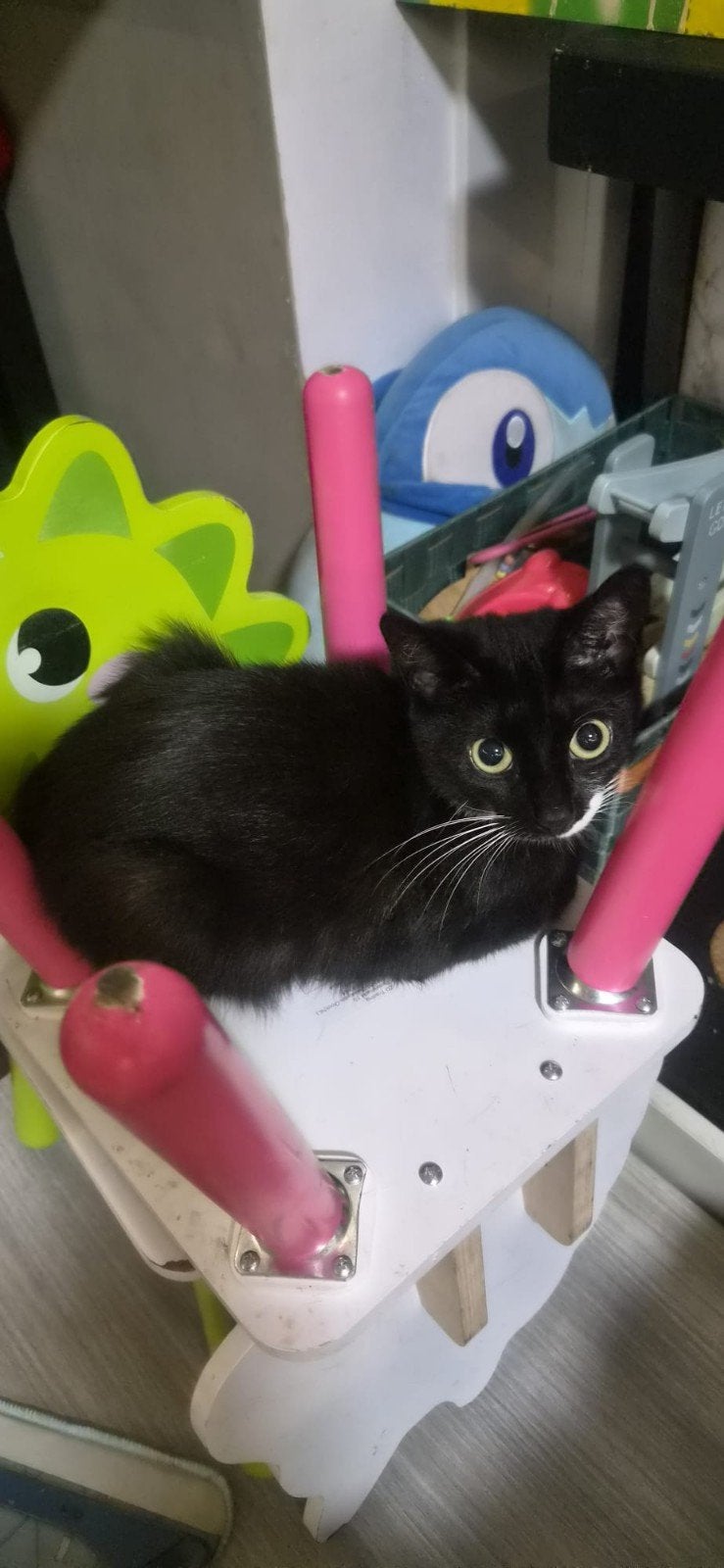 Lieve aanhankelijke poes, Poes, 0 tot 2 jaar