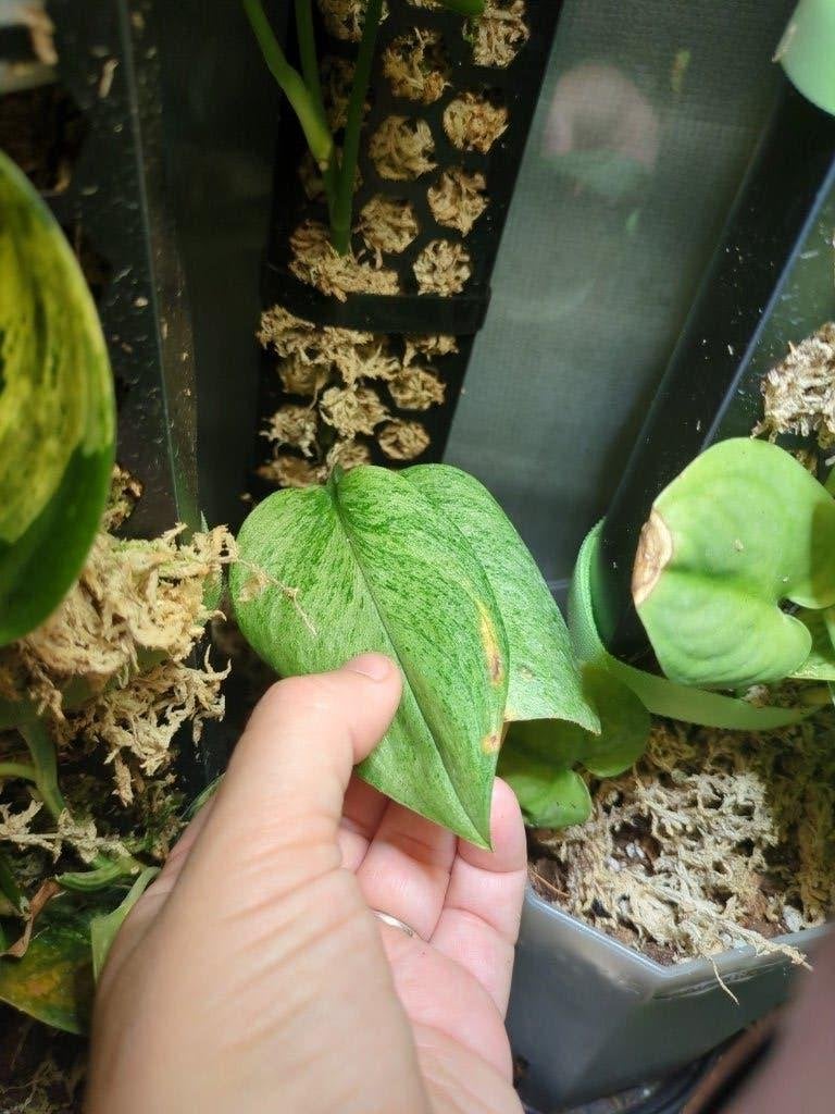 Scindapsus Treubii Mint, Ophalen of Verzenden, Halfschaduw, Minder dan 100 cm