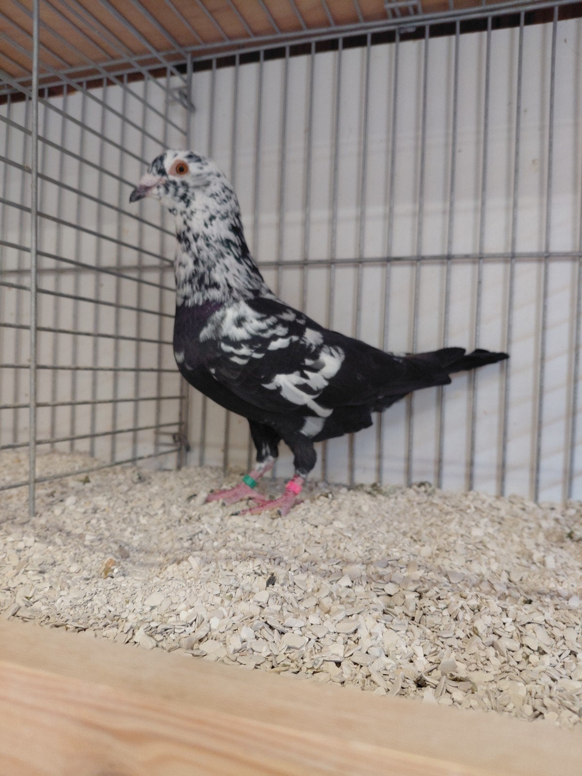 postduif scherens vangramberen, Meerdere dieren, Postduif
