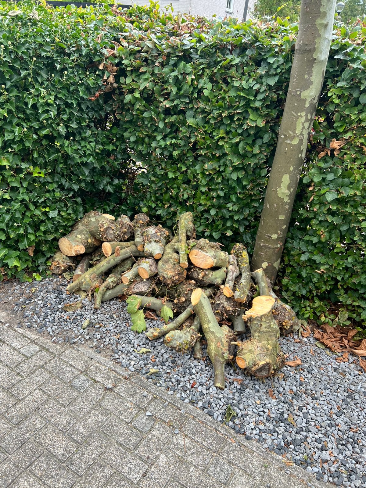 Openhaardhout gratis, Minder dan 3 m³, Ophalen of Verzenden