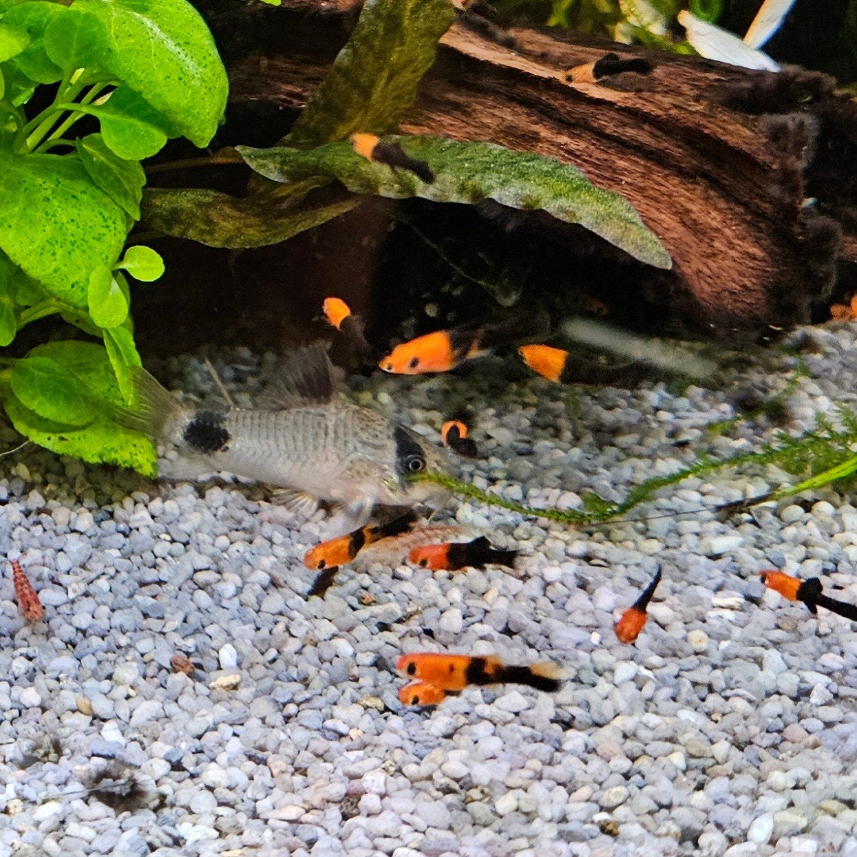Jonge zwaarddragers oranje zwart, Dieren en Toebehoren, Vissen | Aquariumvissen, Vis