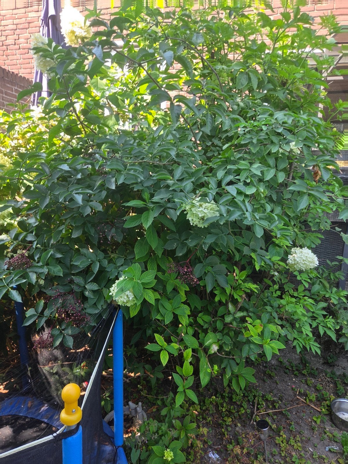 Gratis Pluimhortensia en Vlierstruik - Zelf verwijderen, Tuin en Terras, Vaste plant, Halfschaduw, Zomer, Ophalen