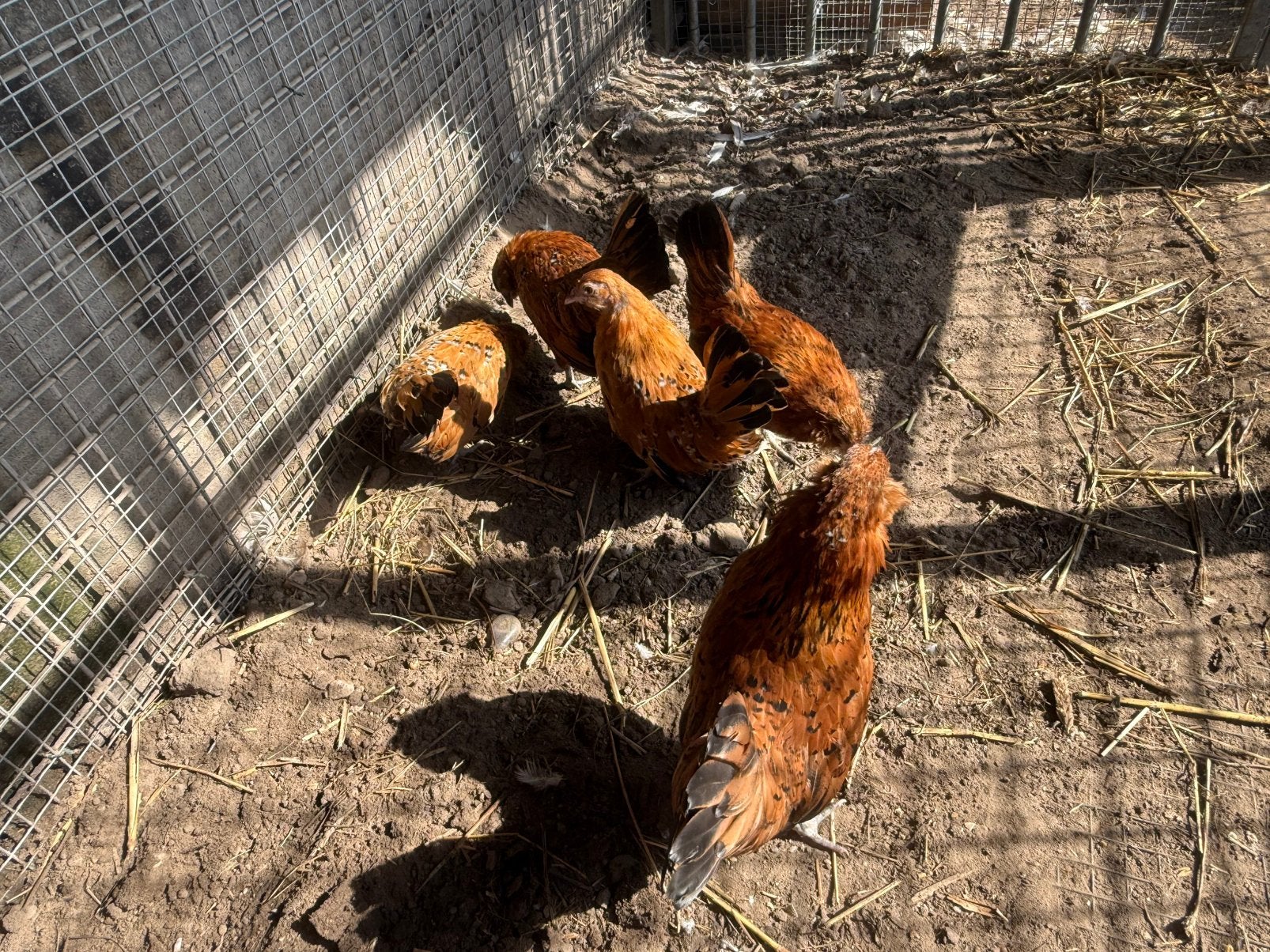 Tekoop antwerpse baardkriel porselein, Dieren en Toebehoren, Vrouwelijk, Kip