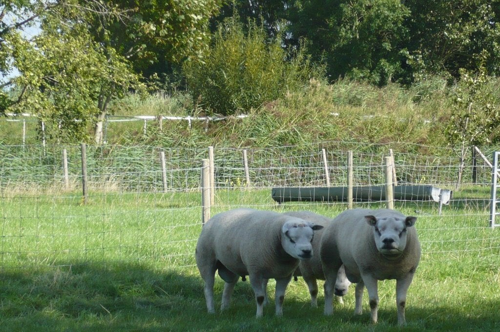 Stamboek Texelaar Schapen, Dieren en Toebehoren, Vrouwelijk, Schaap