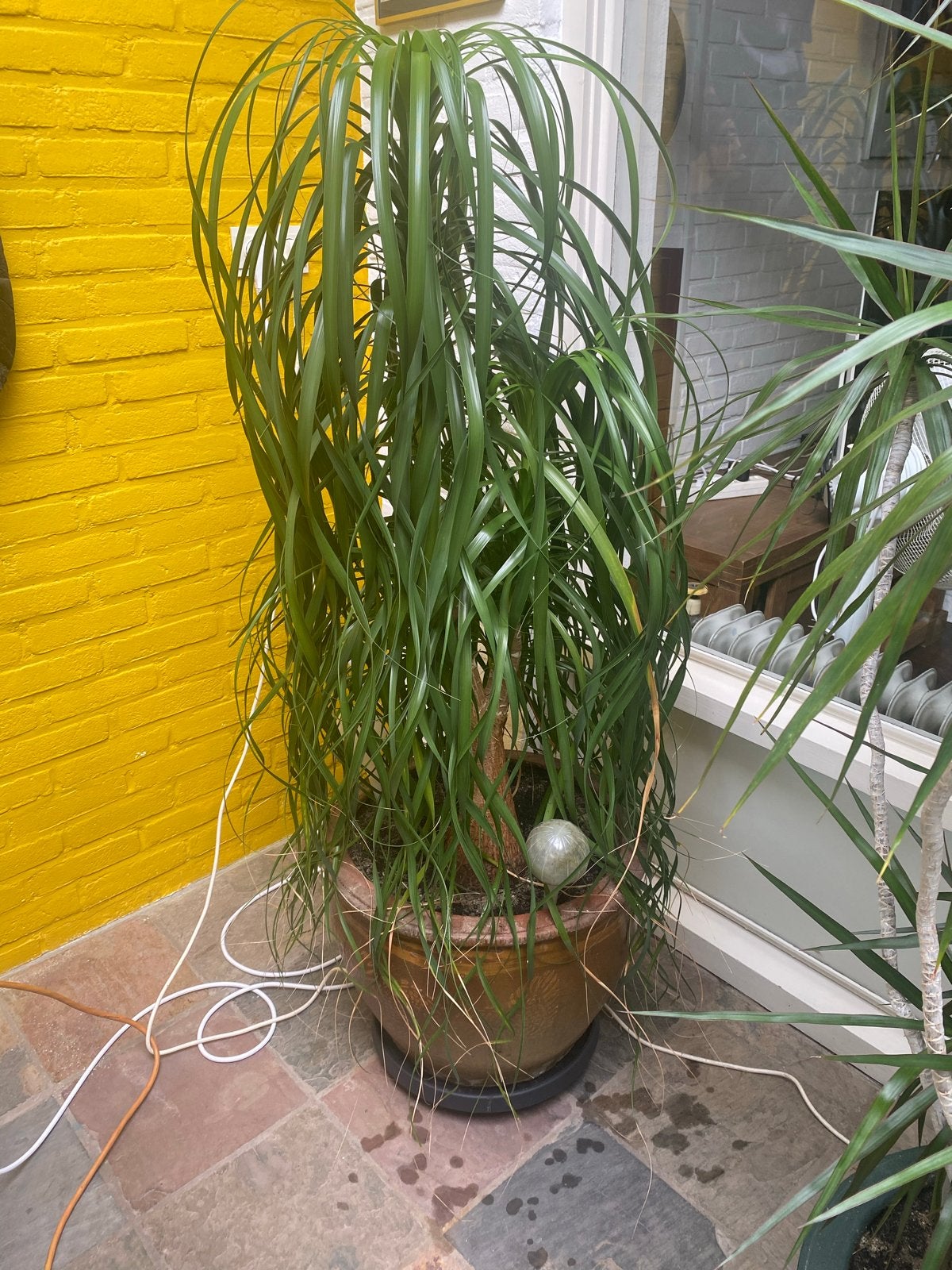 Grote Olifantspoot (Beaucarnea recurvata) in pot, Ophalen, Overige soorten, In pot, 150 tot 200 cm