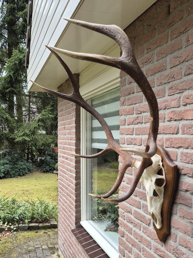 Mooi Groot Edelhert Gewei Jacht Jagen Mancave Overkapping 43, Verzamelen, Ophalen, Zo goed als nieuw, Hert, Gewei of Kop