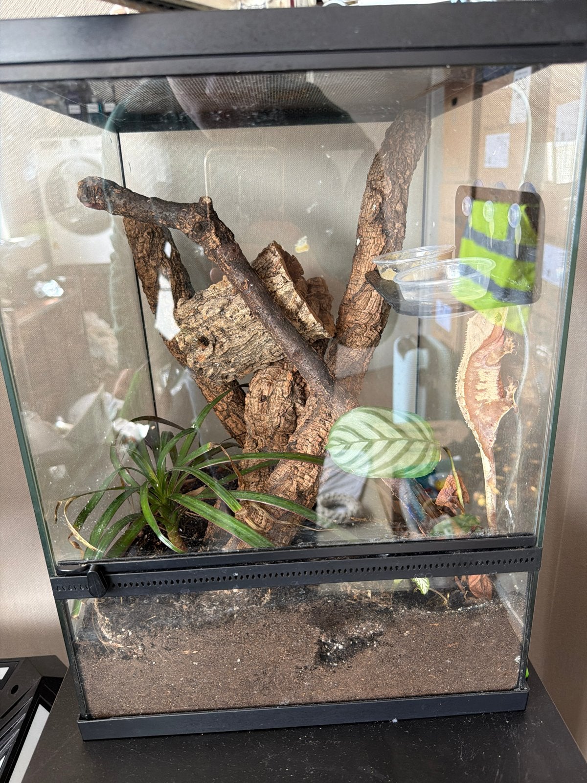 terrarium, Dieren en Toebehoren, Hagedis, Met terrarium, 0 tot 2 jaar