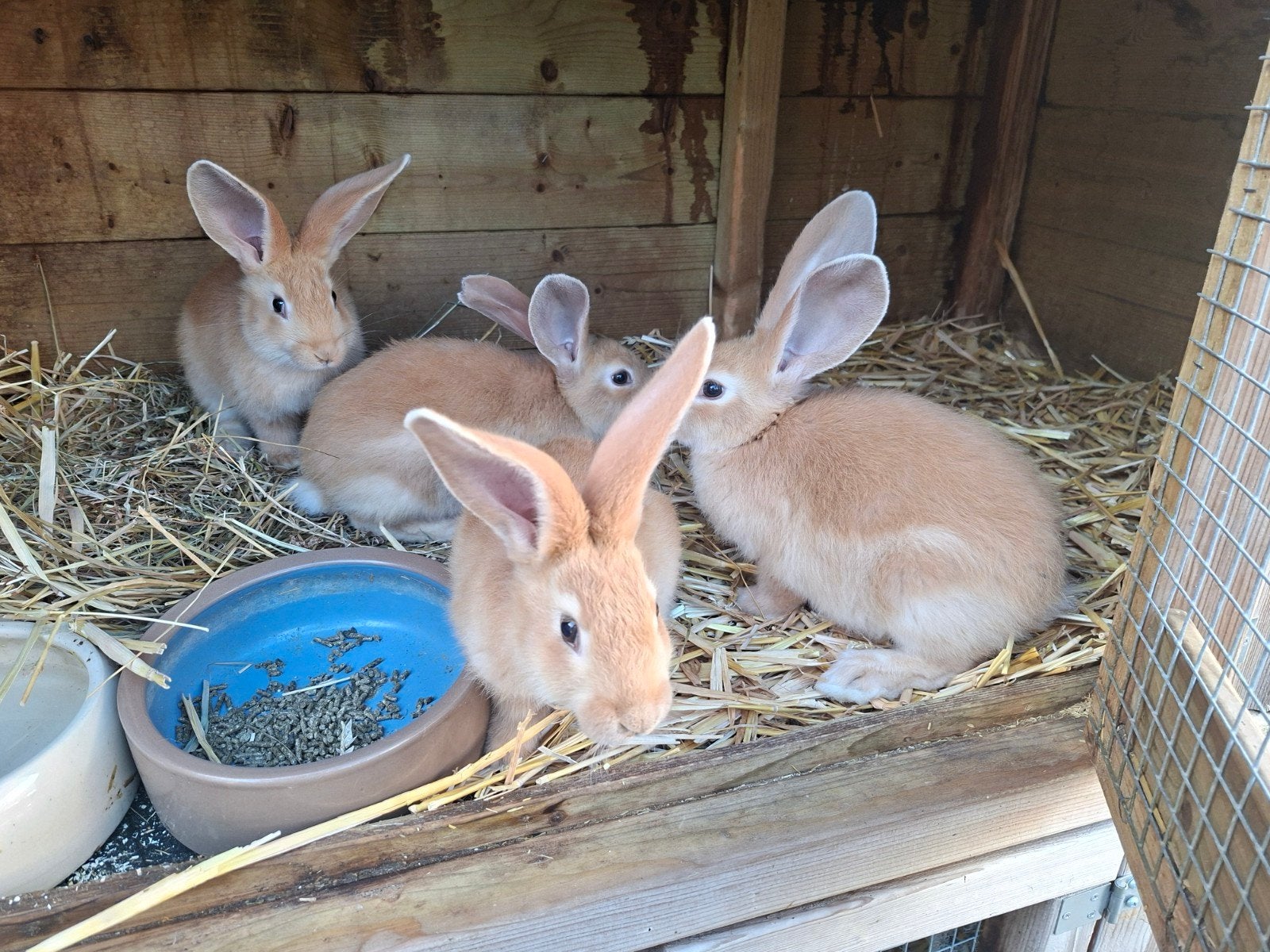 Vlaamse reuzen  9 weken, Meerdere dieren, Groot