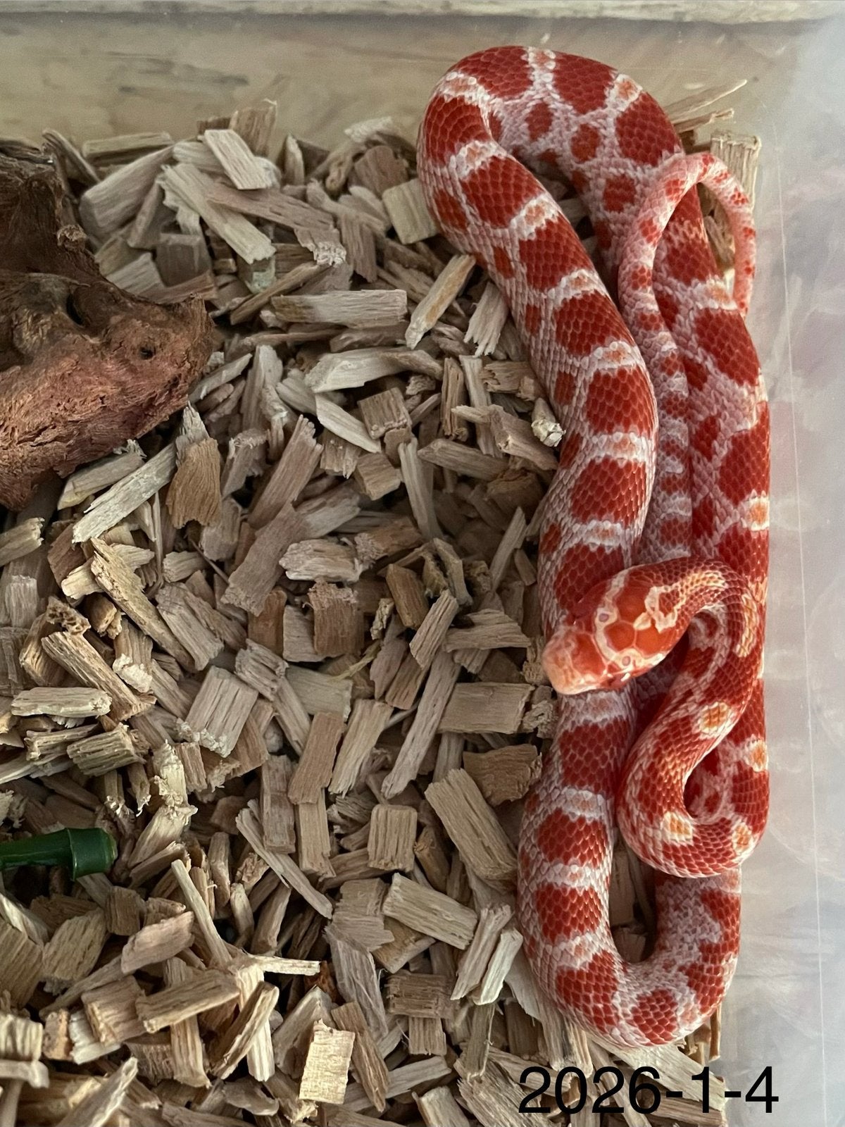 Jonge Rattenslangen div morphs Rat Snake photo 4