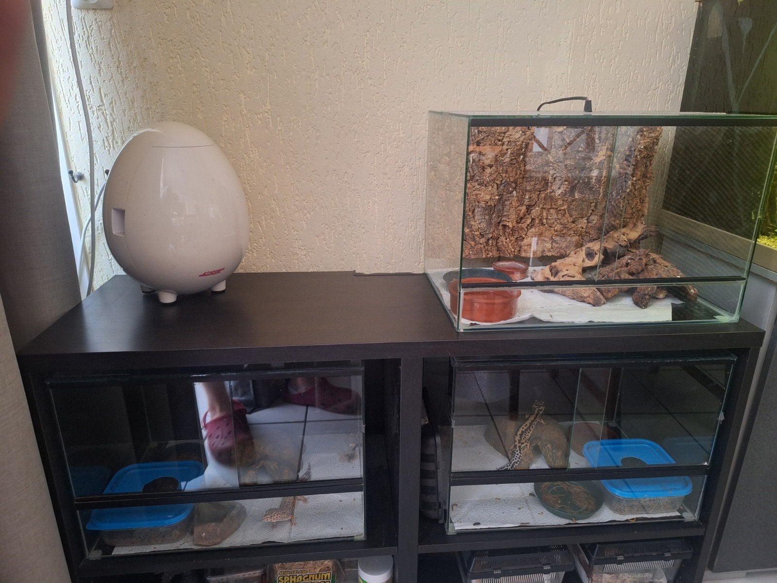 Luipaardgekko kweekopzet reptielen, Ophalen, Zo goed als nieuw, Hok, 90 cm of meer