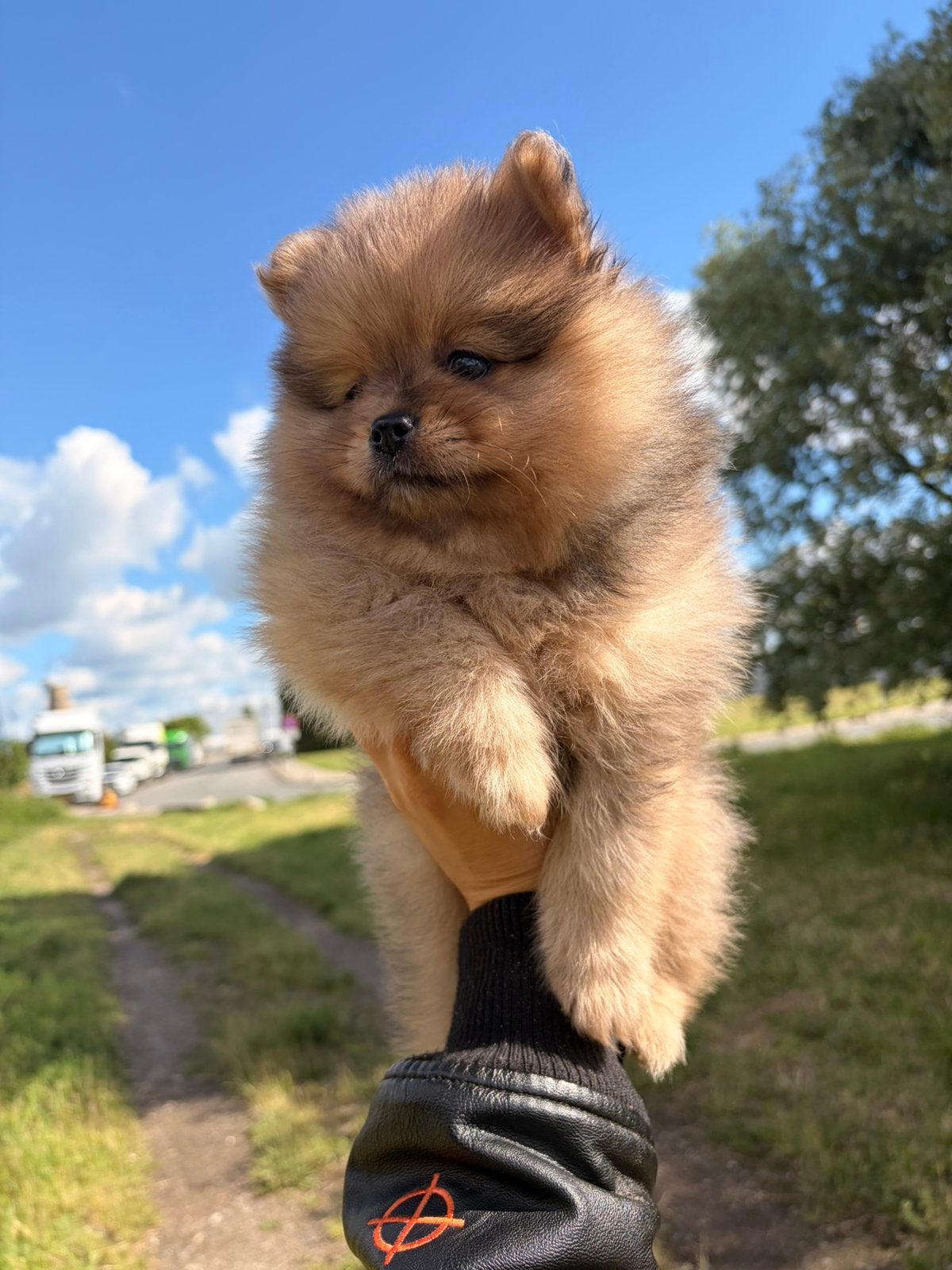 Pomeriaan puppy reutje, Dieren en Toebehoren, Honden | Niet-rashonden, Reu, 8 tot 15 weken, Parvo, Eén hond