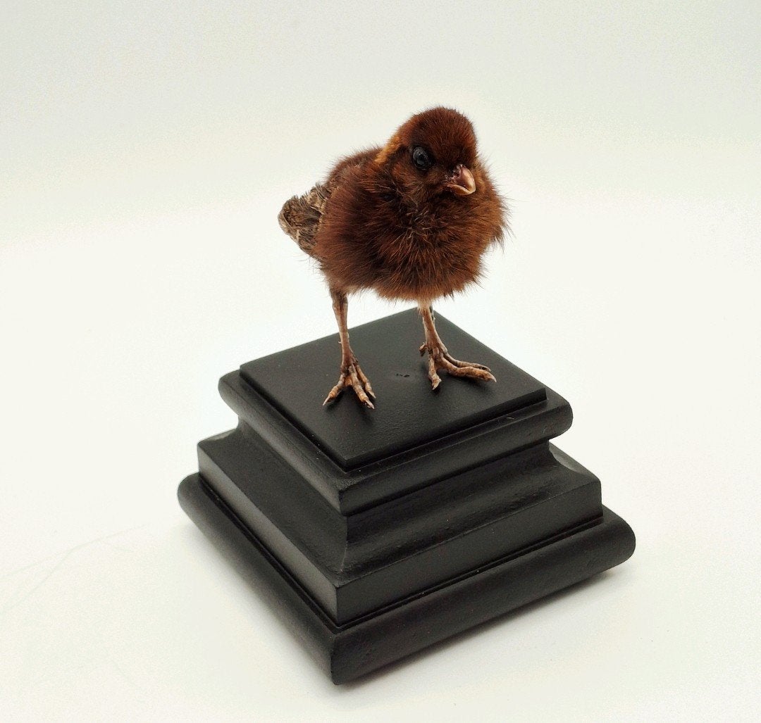Roelroel kuiken taxidermie, Ophalen of Verzenden, Nieuw, Vogel, Opgezet dier