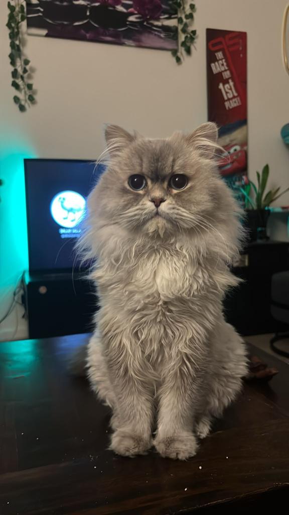 Langharige britse kat, Dieren en Toebehoren, Kater, Ingeënt, 0 tot 2 jaar