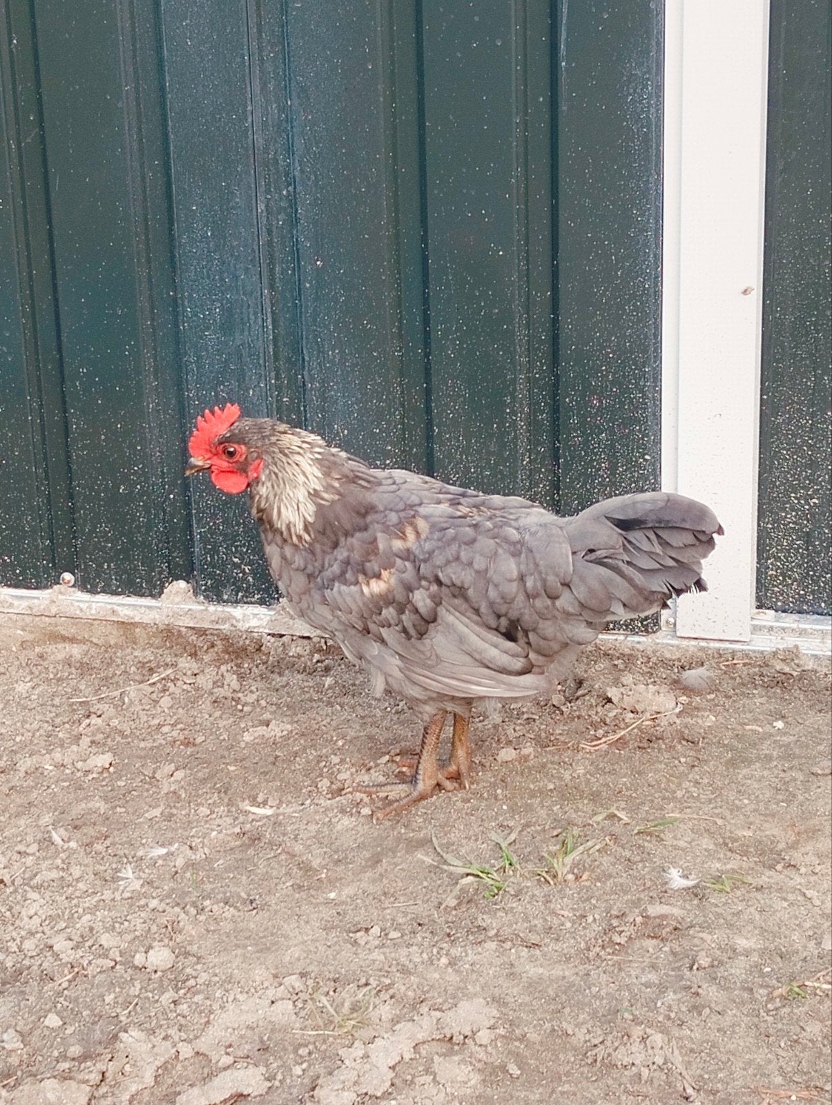 Silverrudd blå Haan, Dieren en Toebehoren, Pluimvee, Mannelijk, Kip