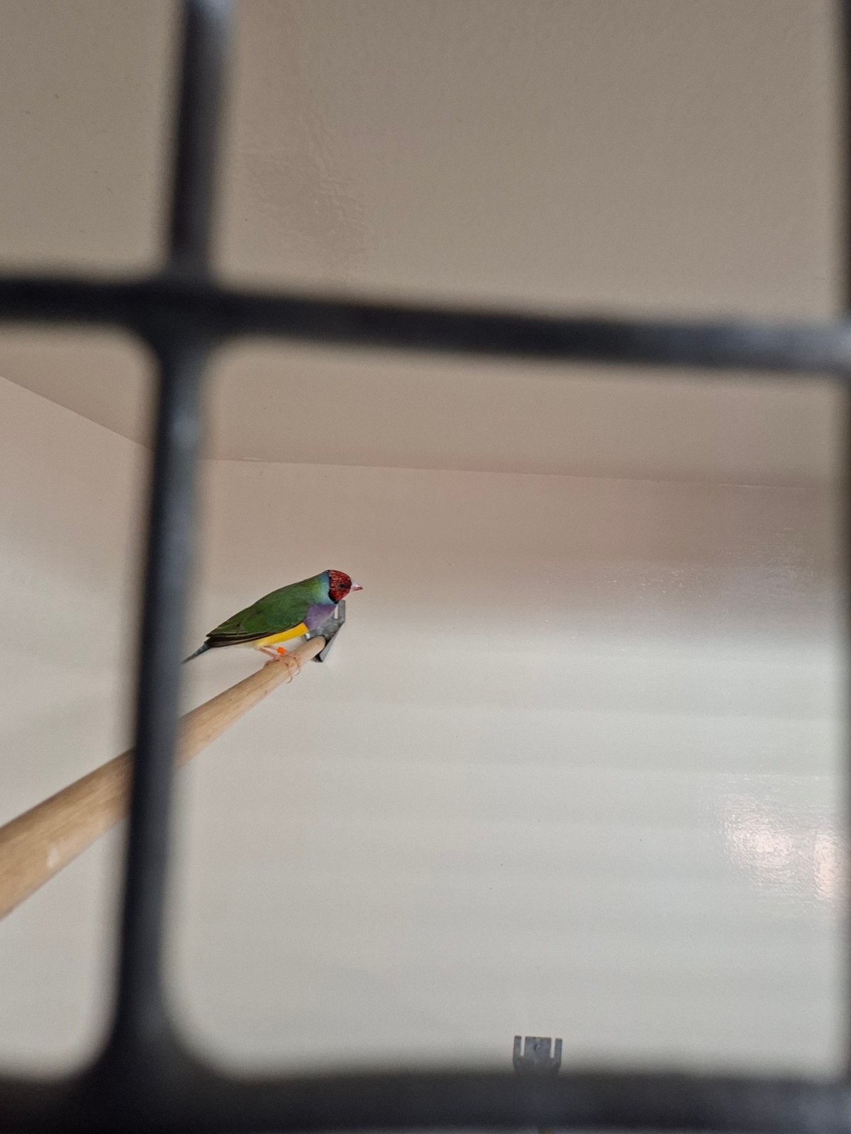 2x gold amedine. Rood kop paars borst. Zijn van september 20, Dieren en Toebehoren, Vogels | Overige Vogels, Mannelijk