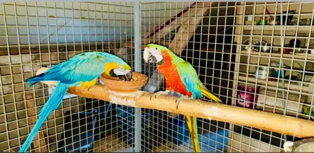 Gezocht & inkoop van alle soorten kromsnavels !, Dieren en Toebehoren, Vogels | Parkieten en Papegaaien, Meerdere dieren, Papegaai