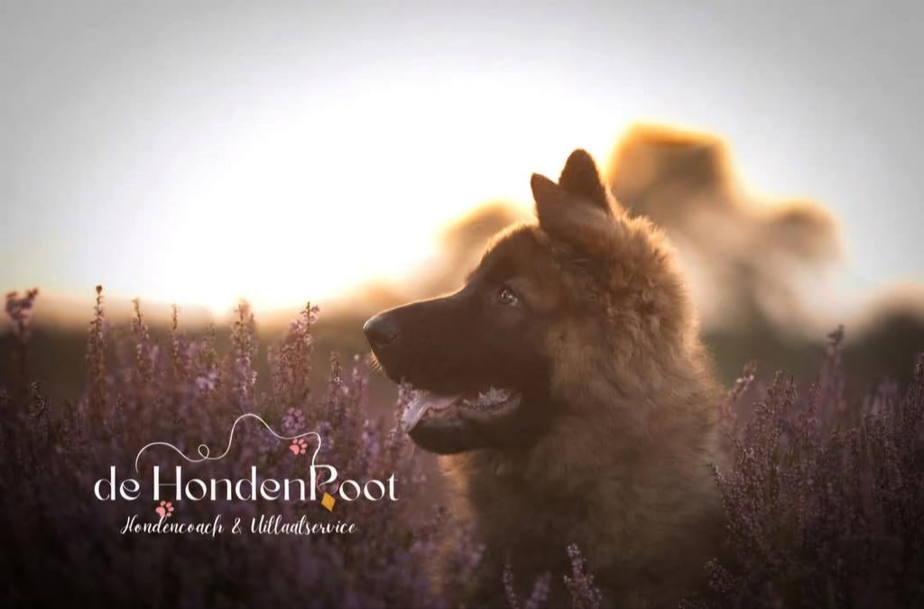 Puppycursus, Diensten en Vakmensen, Dieren | Honden | Verzorging, Oppas en Les