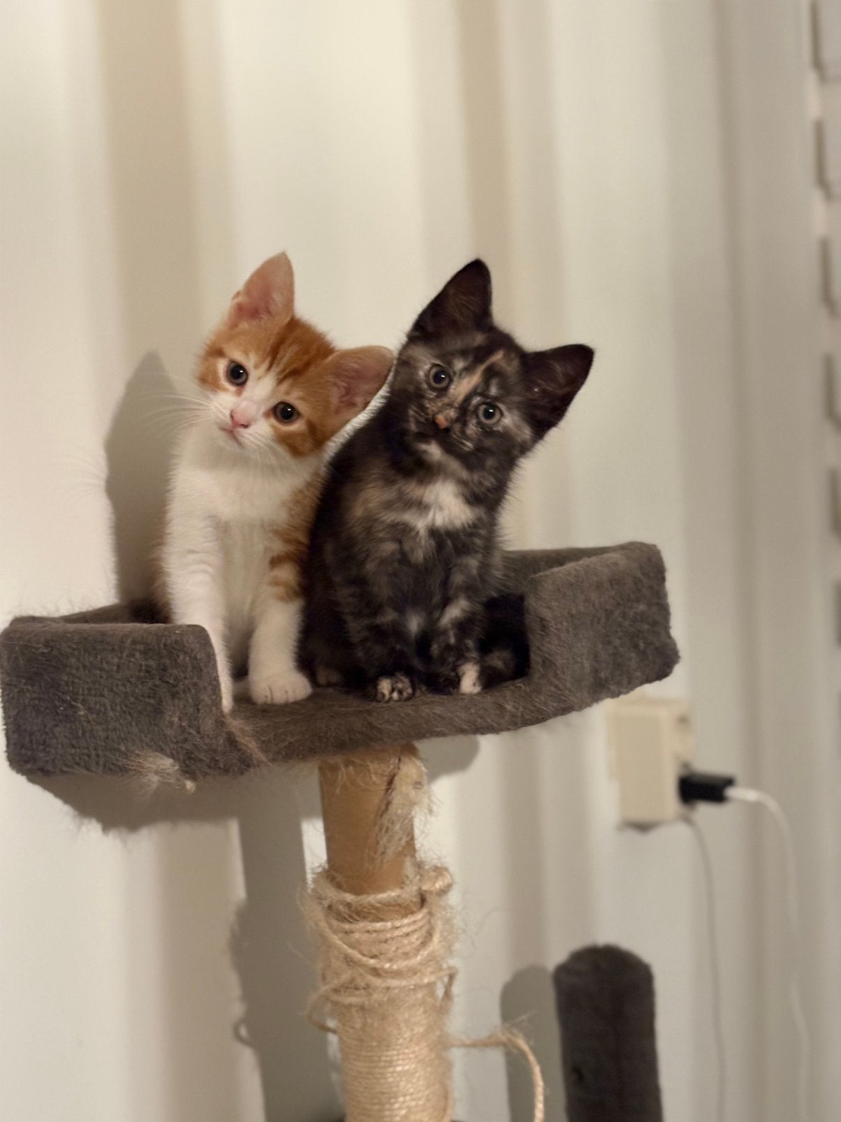 2 kittens, Dieren en Toebehoren, Katten en Kittens | Overige Katten, Meerdere dieren, Kortharig, 0 tot 2 jaar