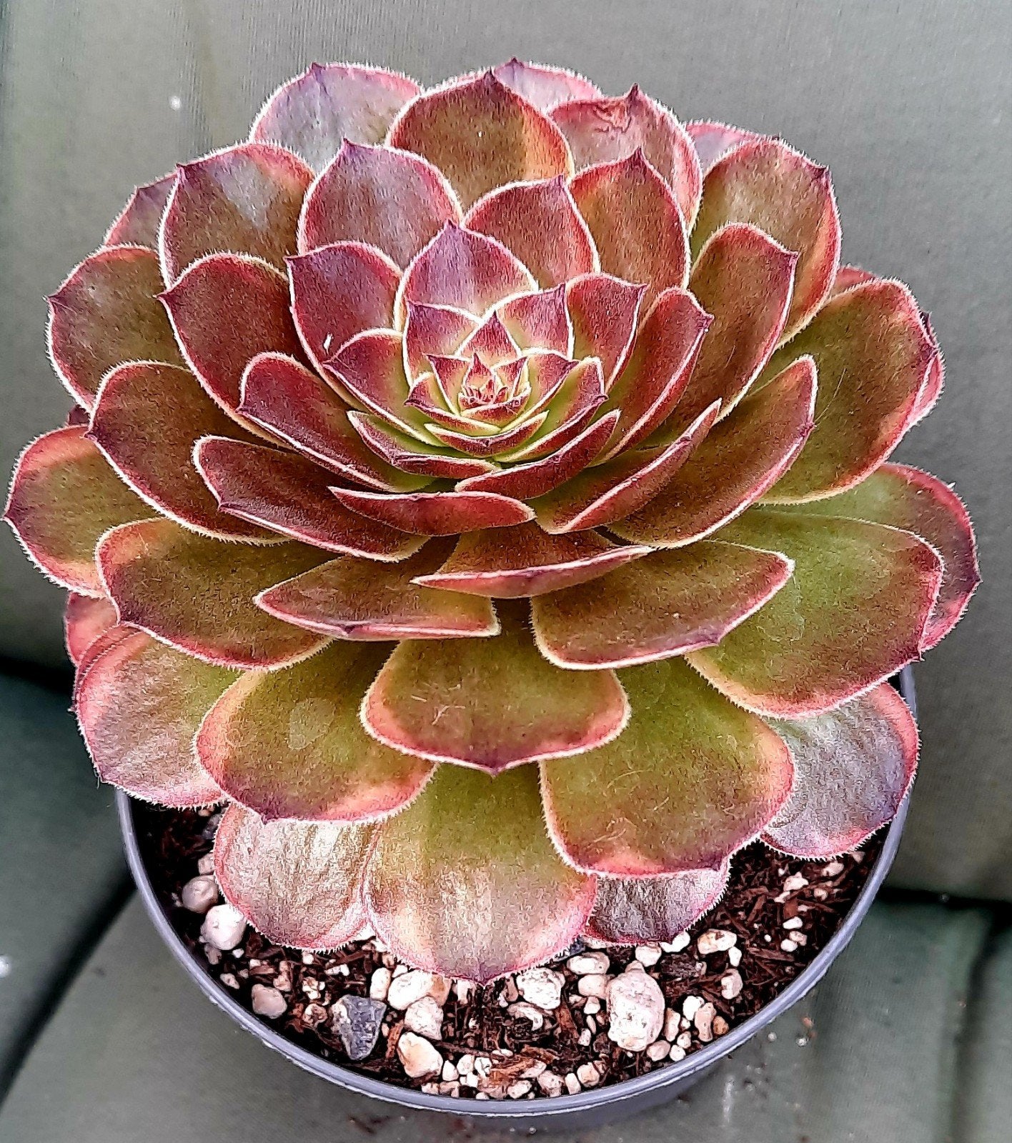 Aeonium Chocolat, Vetplant, Minder dan 100 cm, Groene kamerplant, Halfschaduw