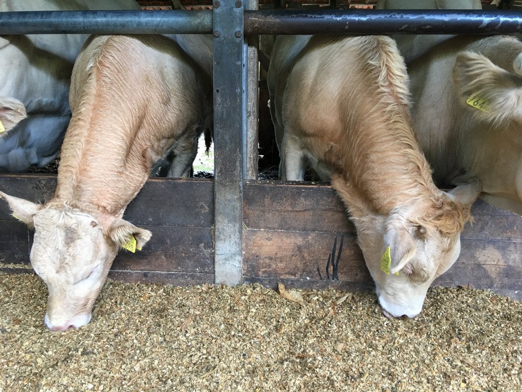 Stier kalveren: blond / half limo / brandrood en mais balen, Dieren en Toebehoren, Mannelijk, 0 tot 2 jaar