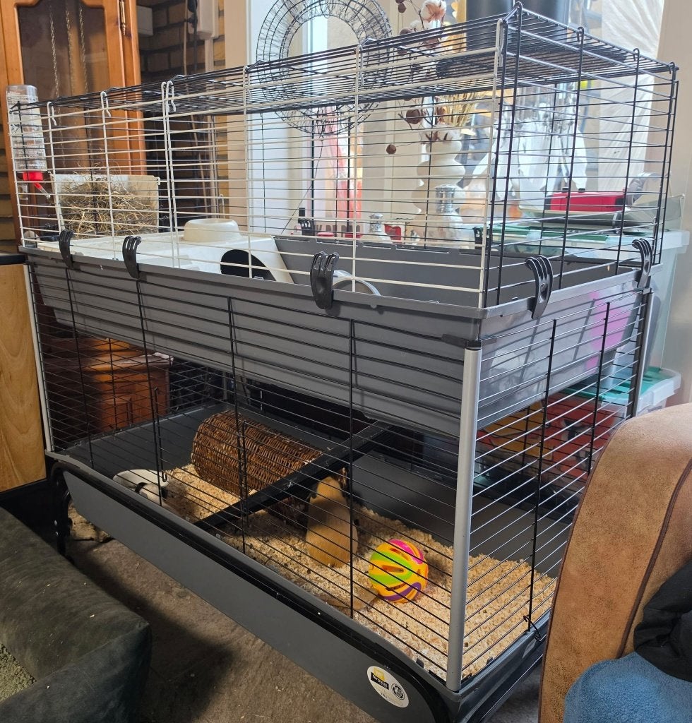 Cavia / konijnen kooi dubbeldek met 2 cavia's., Ophalen, Kooi, 110 cm of meer, Cavia