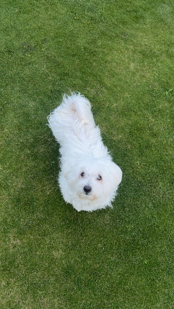 Maltezer pups, Maltezer, 8 tot 15 weken, Meerdere, Meerdere dieren