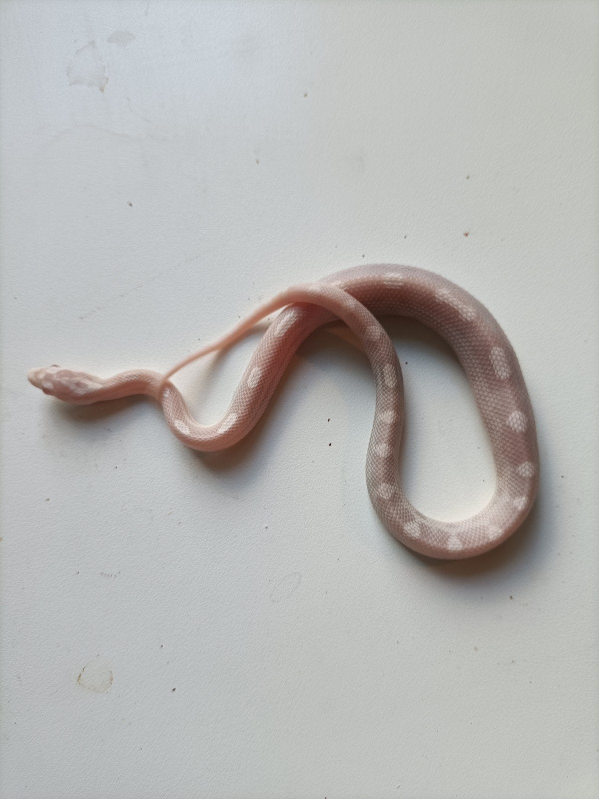 jonge rattenslangen Rat Snake photo 16