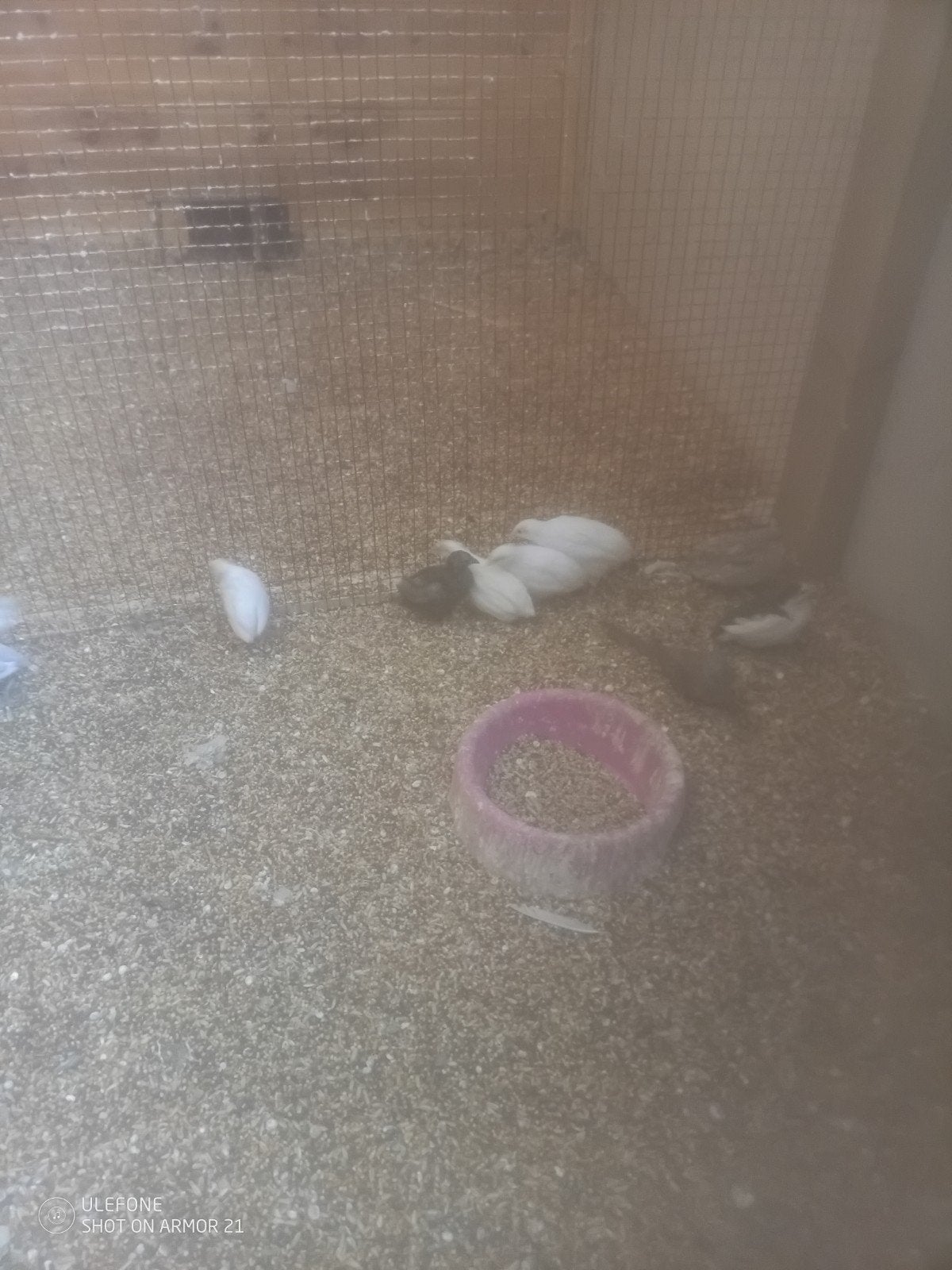 Chinese dwergkwartels, Meerdere dieren, Overige soorten