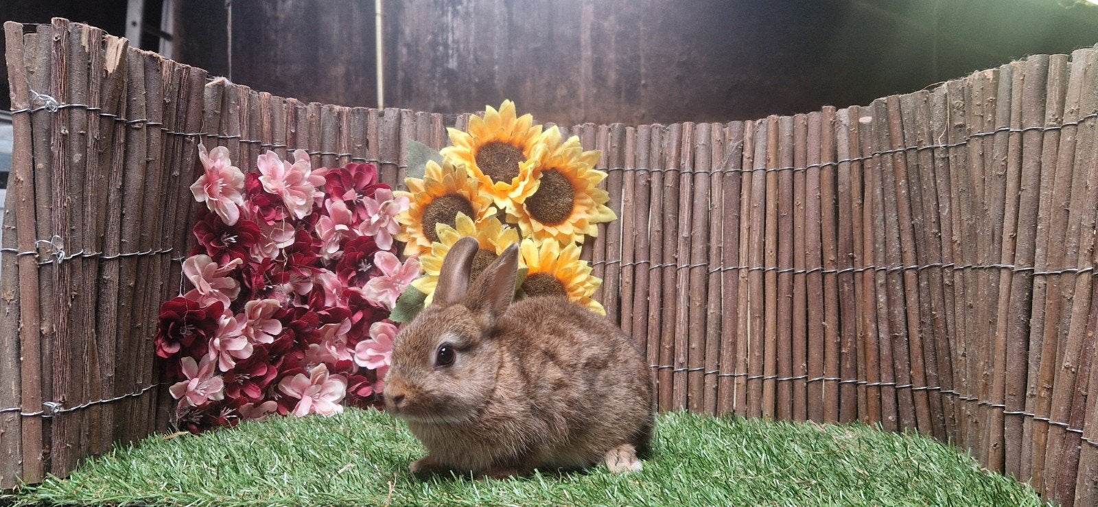 Jonge lieve dwergkonijn(en), ruime keus (kleurdwerg/minilop), Dieren en Toebehoren, Meerdere dieren, Dwerg