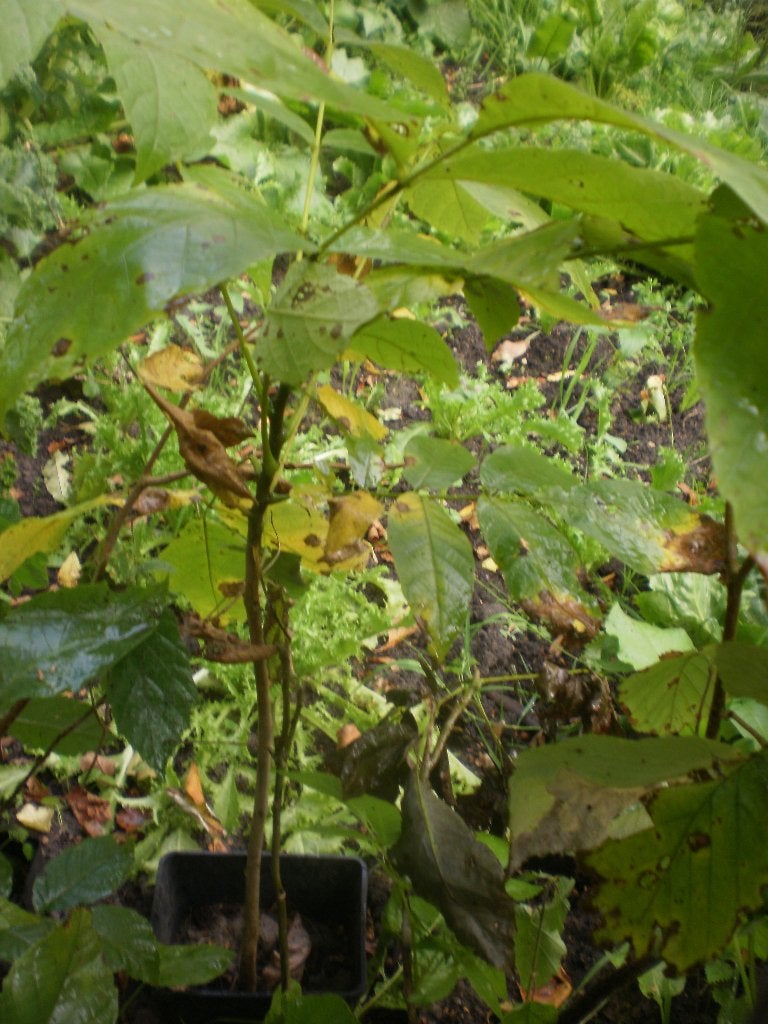 walnoot hazelaar boompjes kastanje hazelnoten voedselbos, Ophalen of Verzenden, Minder dan 100 cm, Overige soorten, Lente