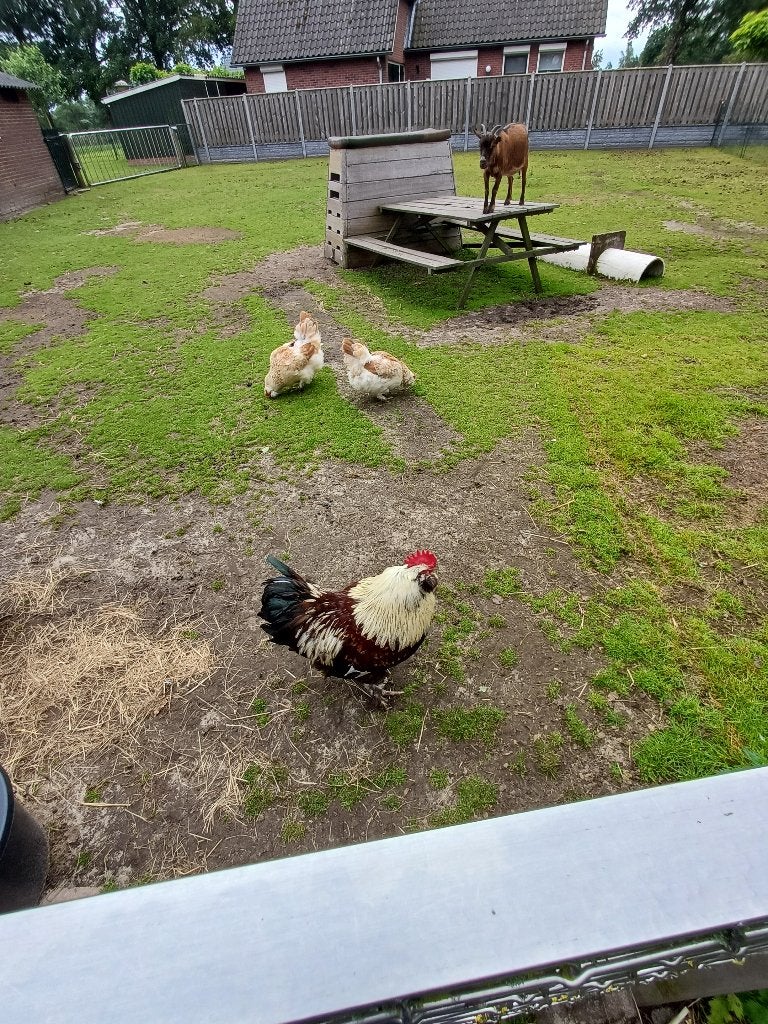 Faverolle trio, Dieren en Toebehoren, Meerdere dieren, Kip