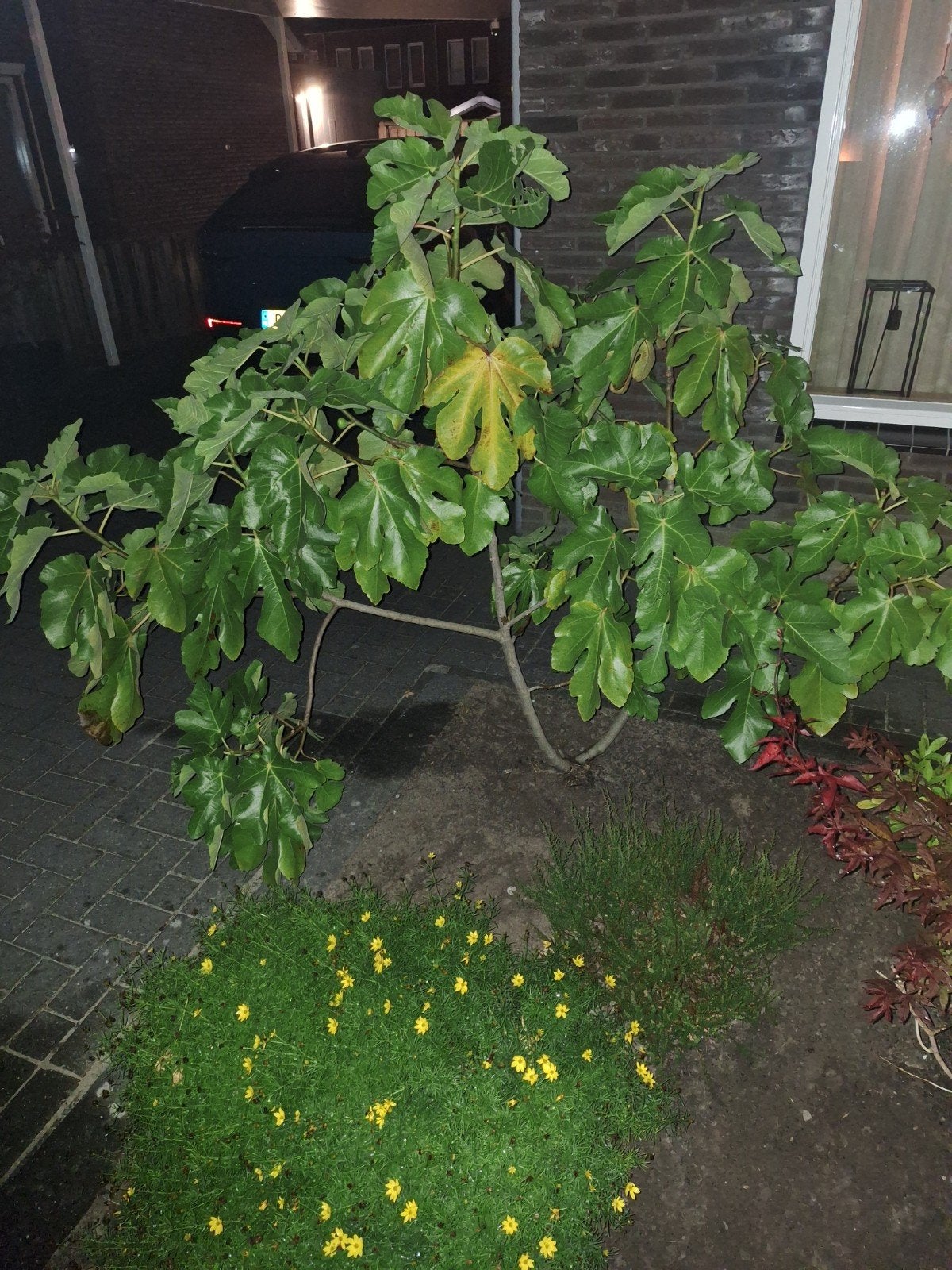 Vijgenboom - Perfect voor uw tuin!, Ophalen, Volle zon, Vaste plant, Zomer